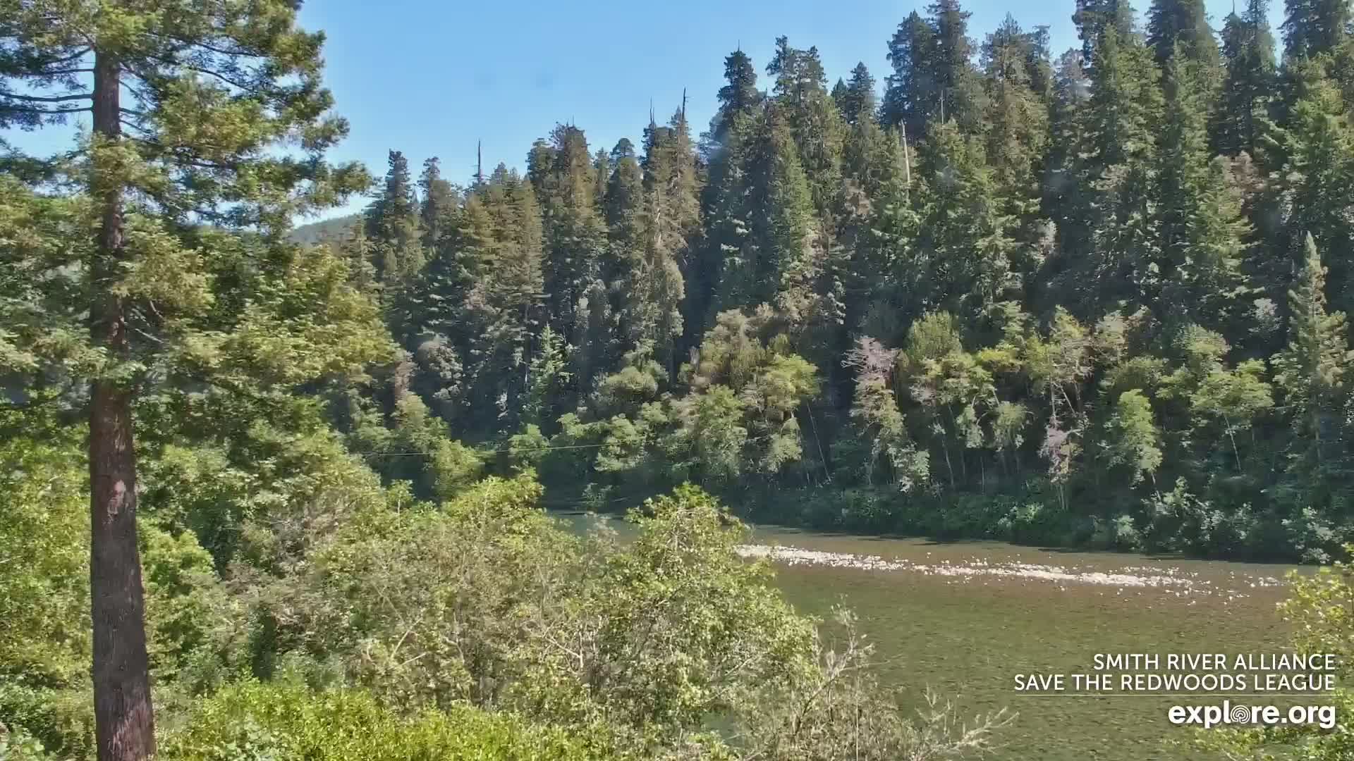A shallow river flows through a lush green forest on a sunny day.