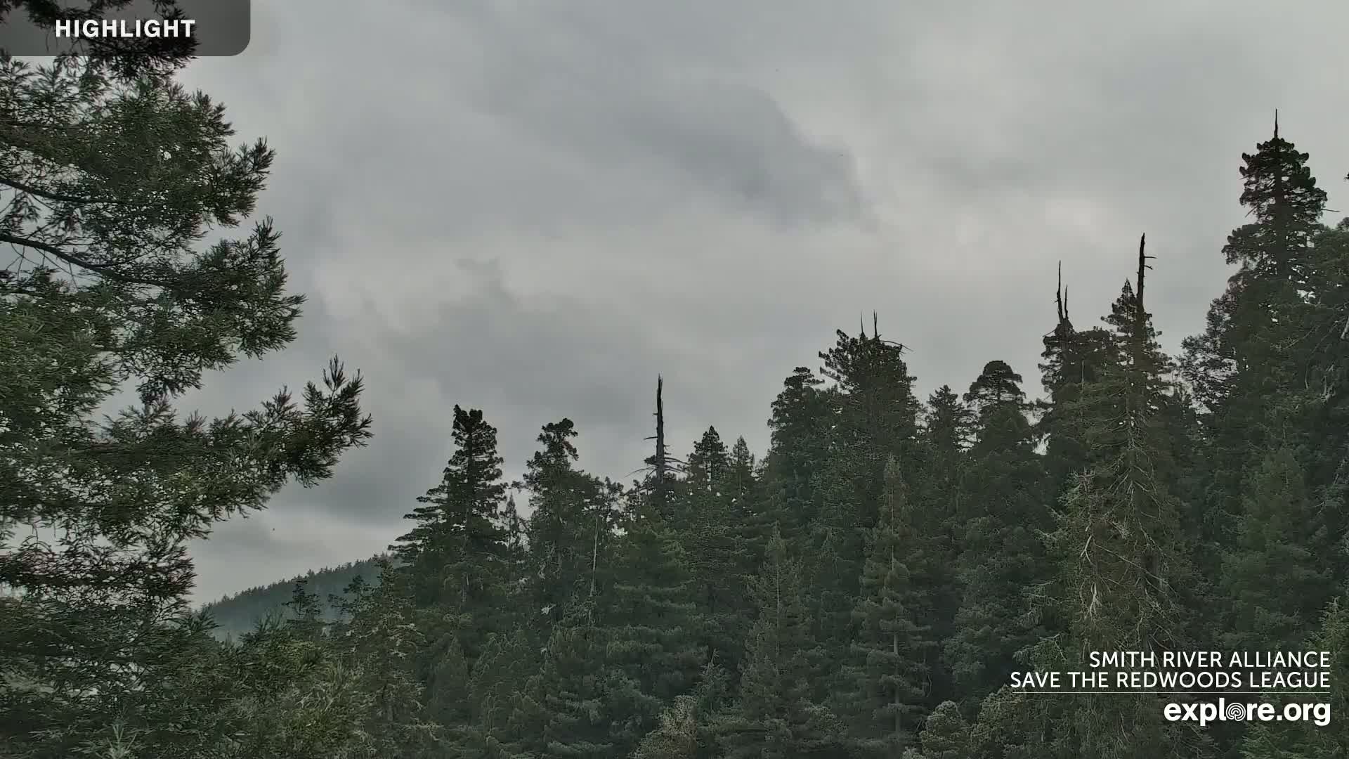 A stand of tall evergreen trees is visible under an overcast sky.