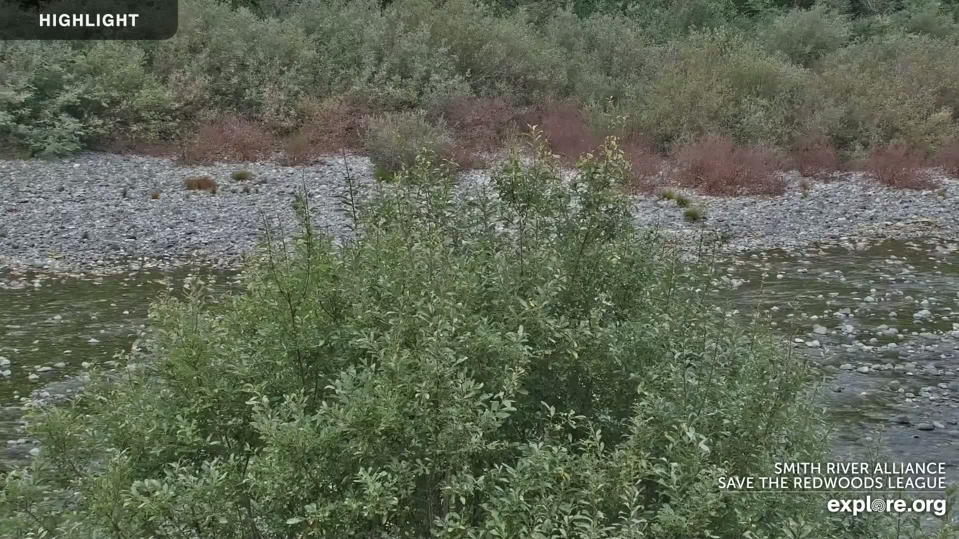 A slow-moving river flows over a rocky bed, bordered by lush green and reddish-brown bushes and trees.