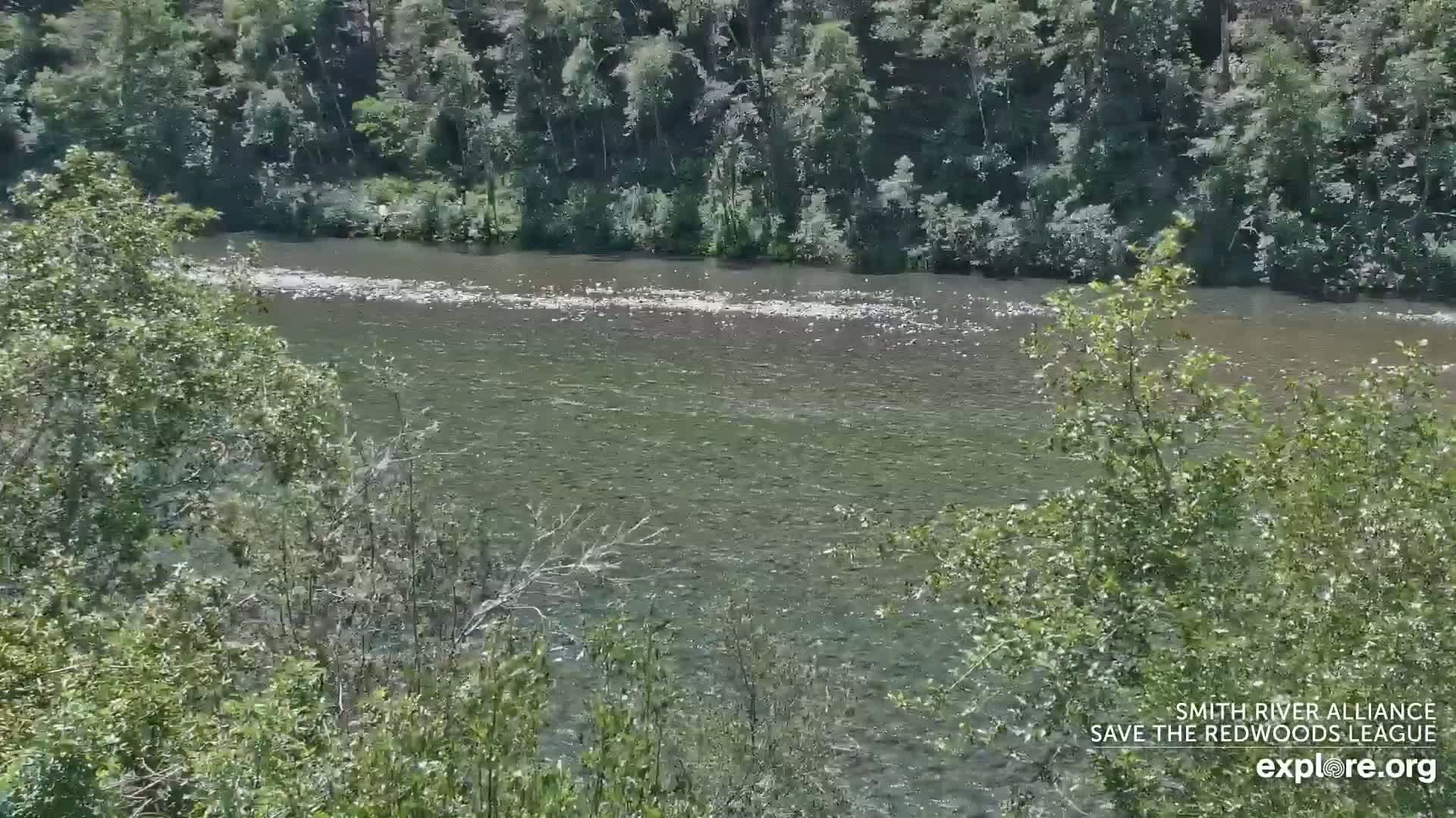 A wide, shallow river flows through a lush green forest under a sunny sky.