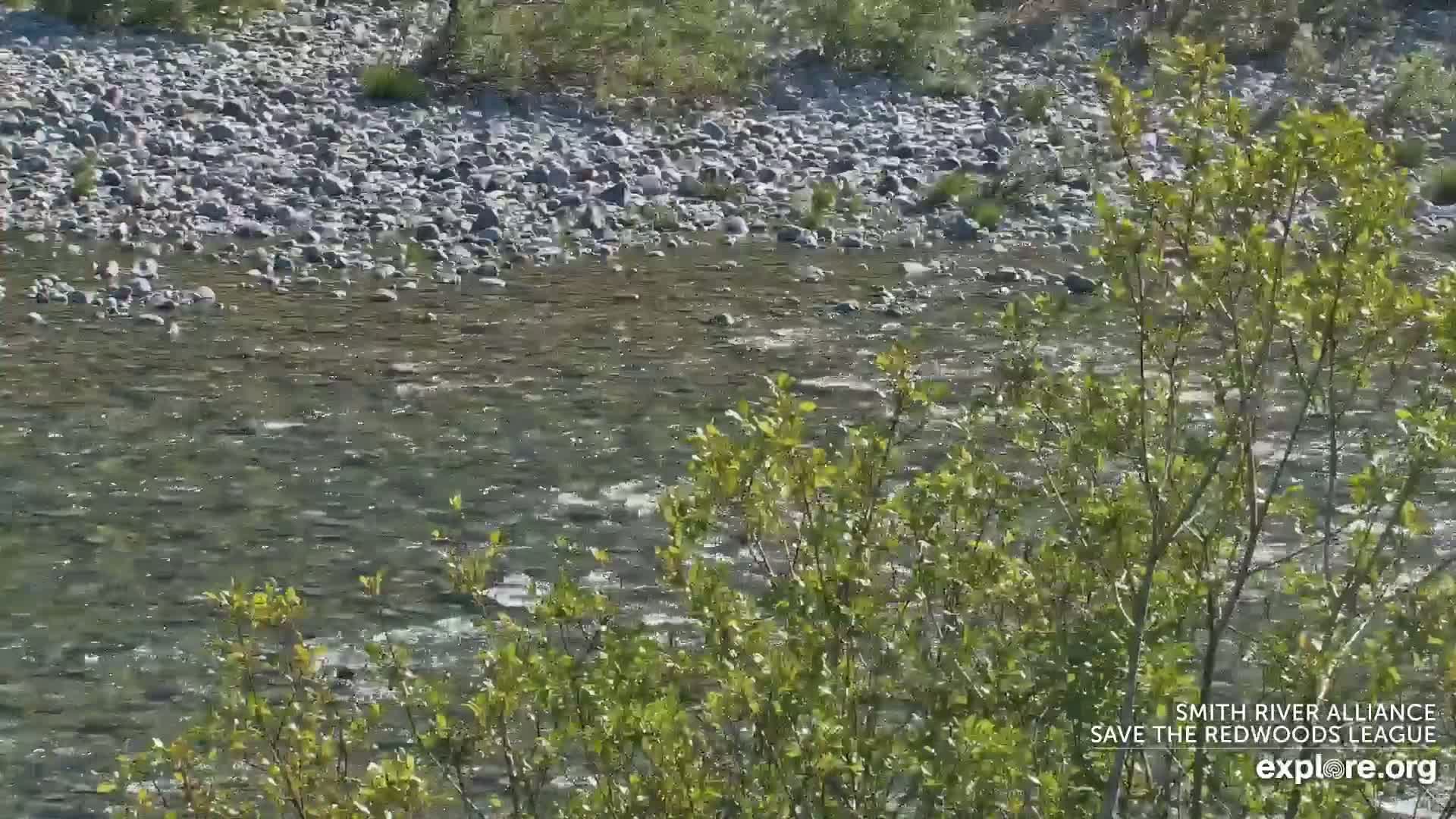 A shallow, rocky river flows gently under a sunny sky, partially obscured by bright green vegetation in the foreground.