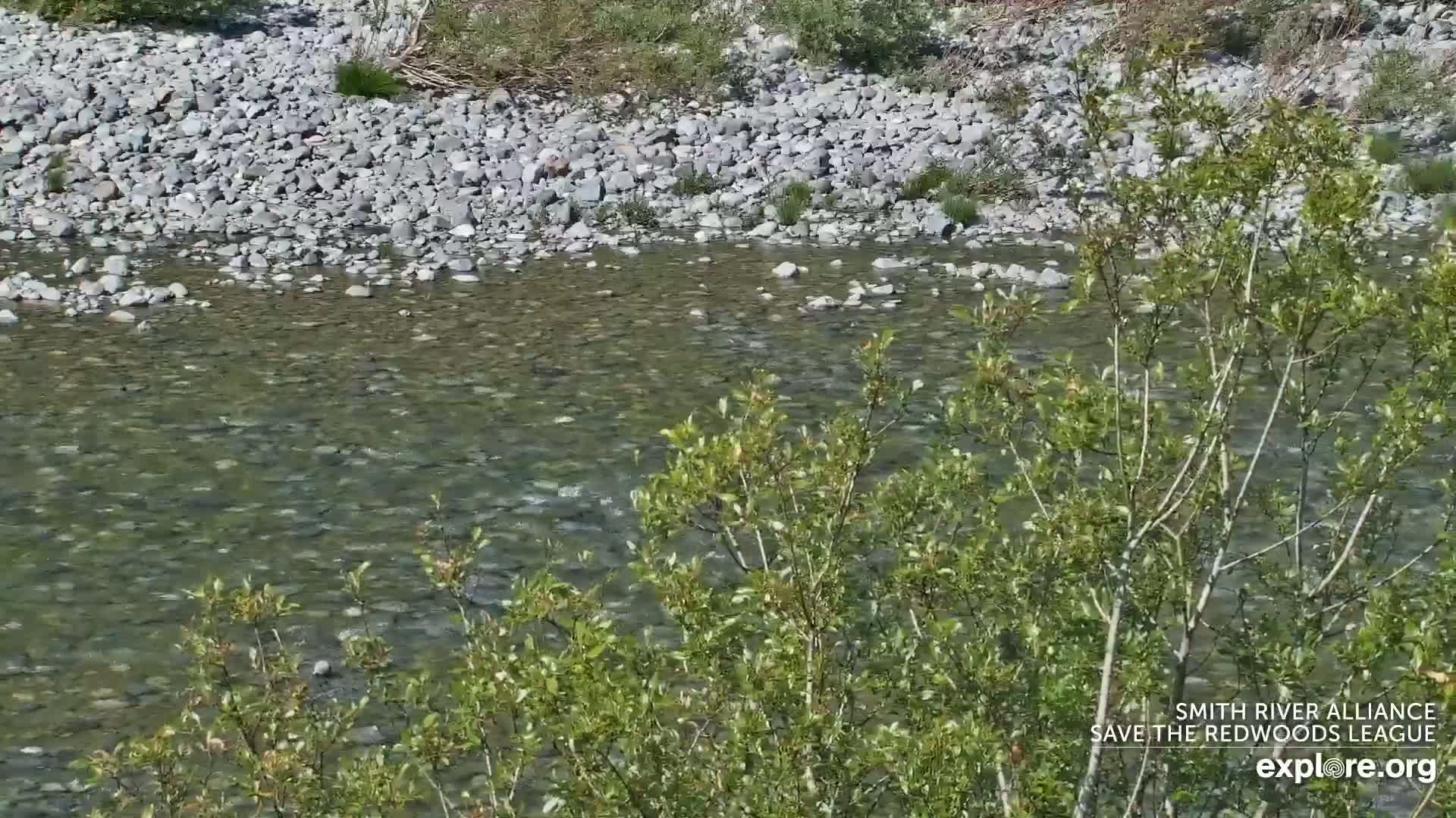 A shallow, clear river flows over a bed of smooth stones, partially obscured by green shrubs in the foreground under a sunny sky.