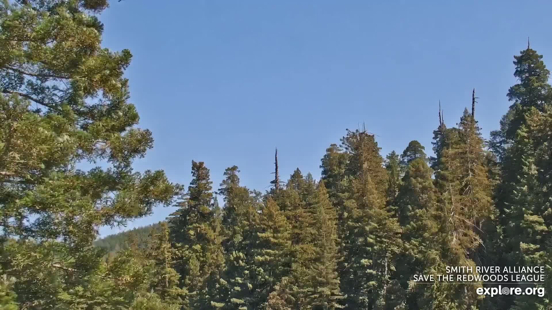 Tall evergreen trees fill the frame under a clear blue sky.