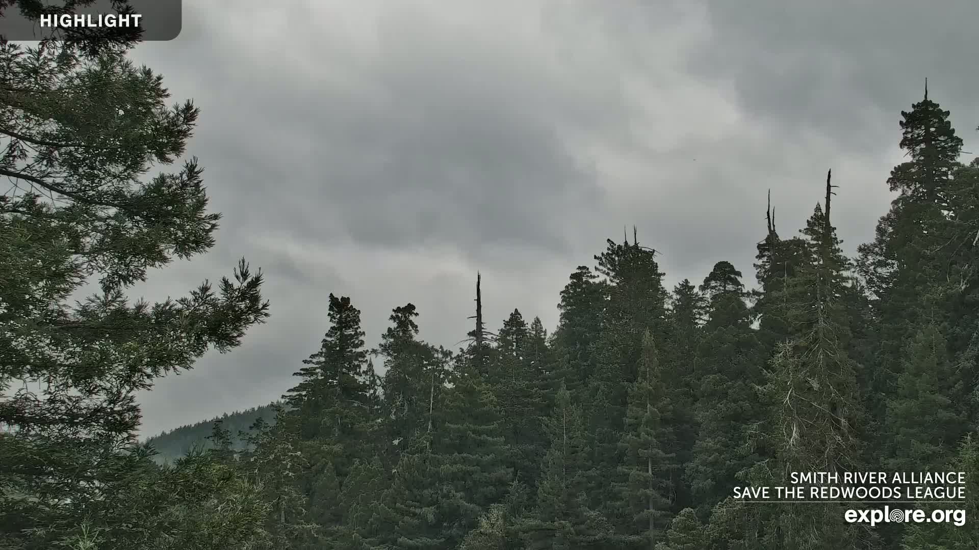A dense forest of tall, dark green evergreen trees is visible under an overcast, gray sky.