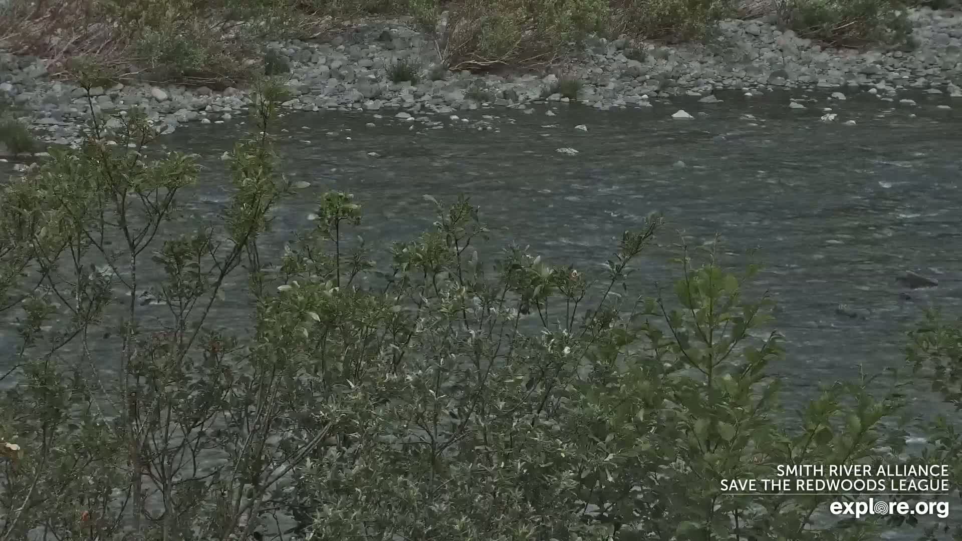A rocky river flows gently past shrubbery.