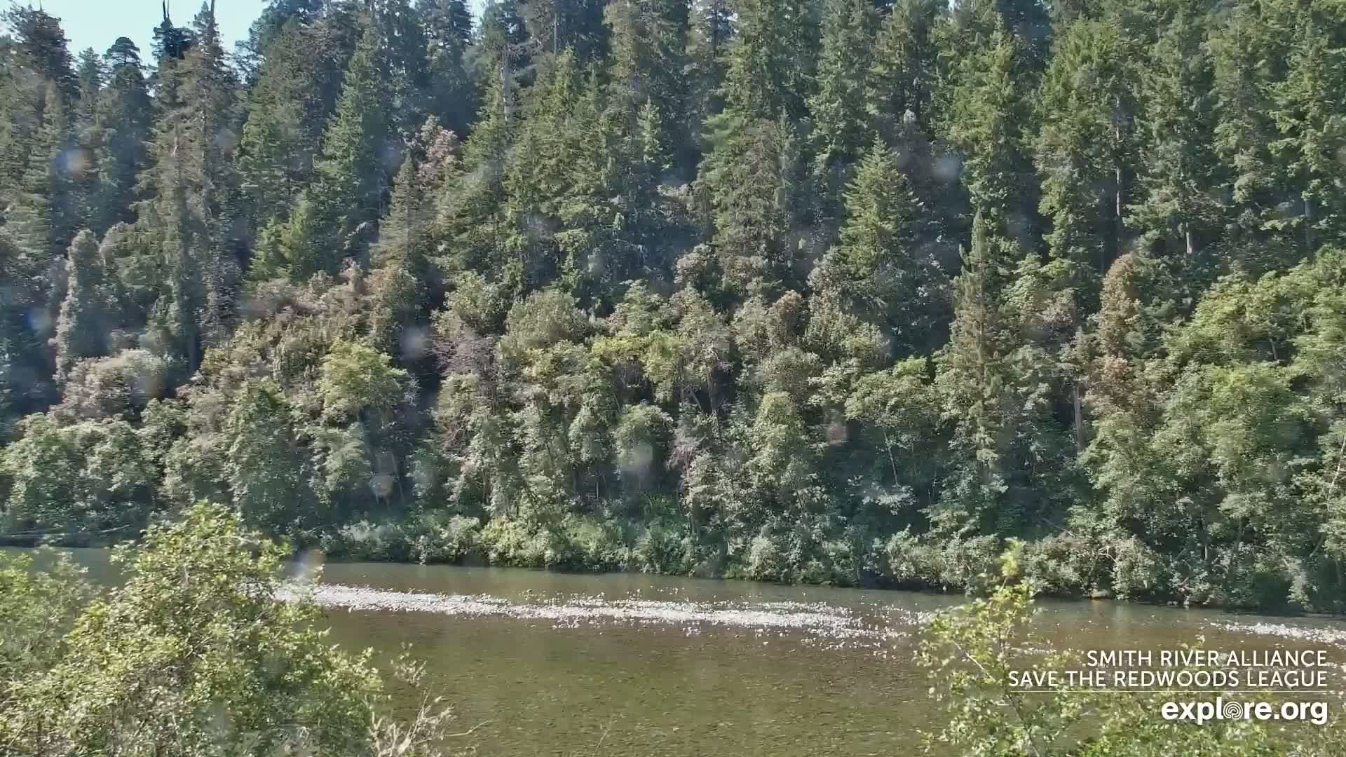 A calm river flows through a lush green forest on a sunny day.