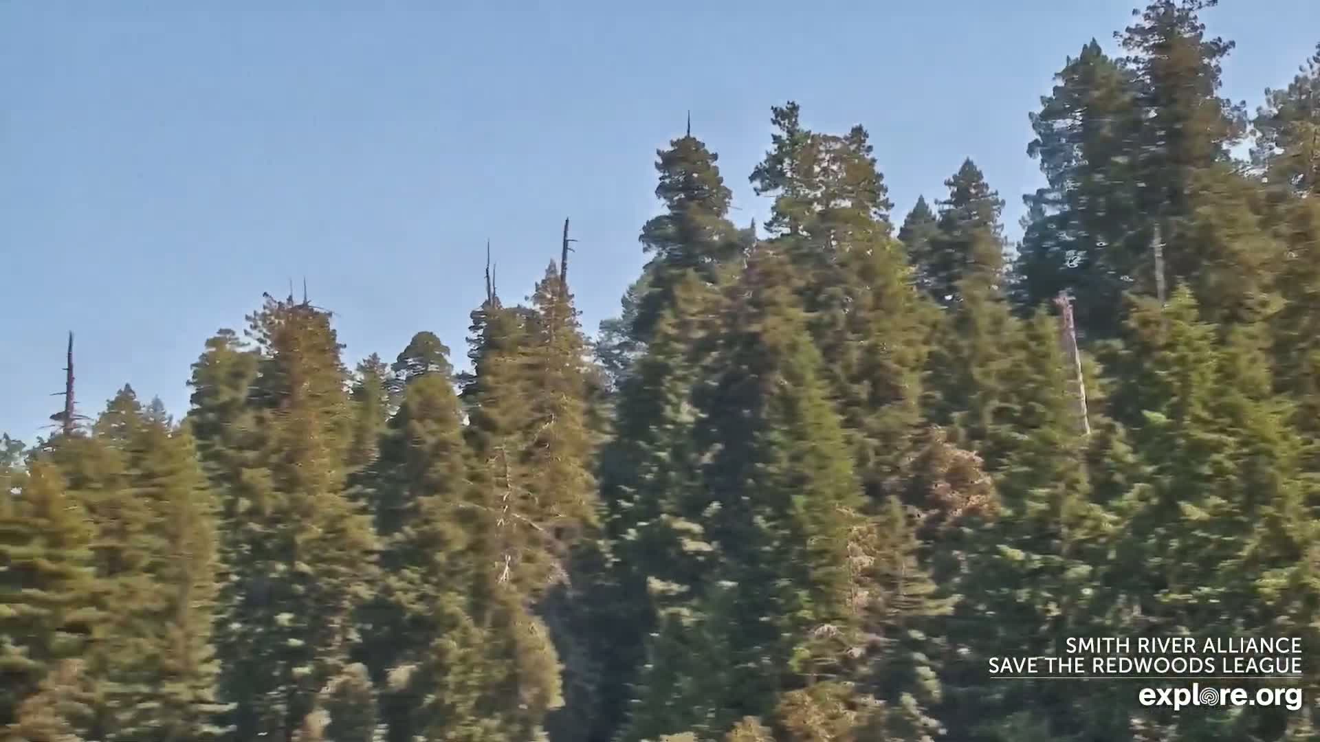 Crescent City, Jedediah Smith Redwoods State Park & Smith River Live Cam - Crescent City, Del Norte, California, USA