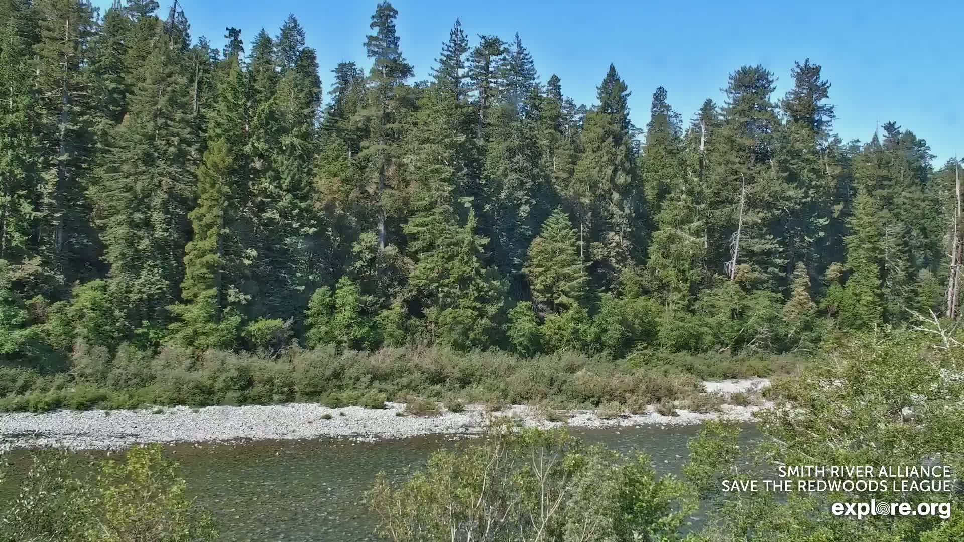 A calm river flows through a rocky riverbed, bordered by lush green vegetation and a dense forest of tall evergreen trees under a clear blue sky.