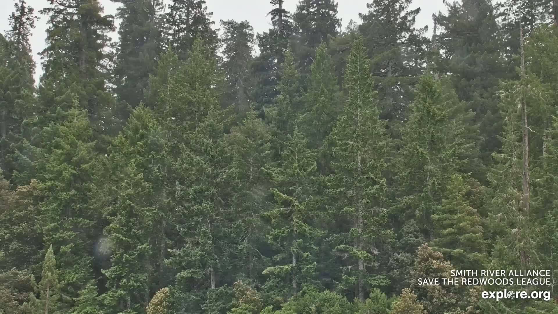 A dense forest of tall evergreen trees is shown in the rain.