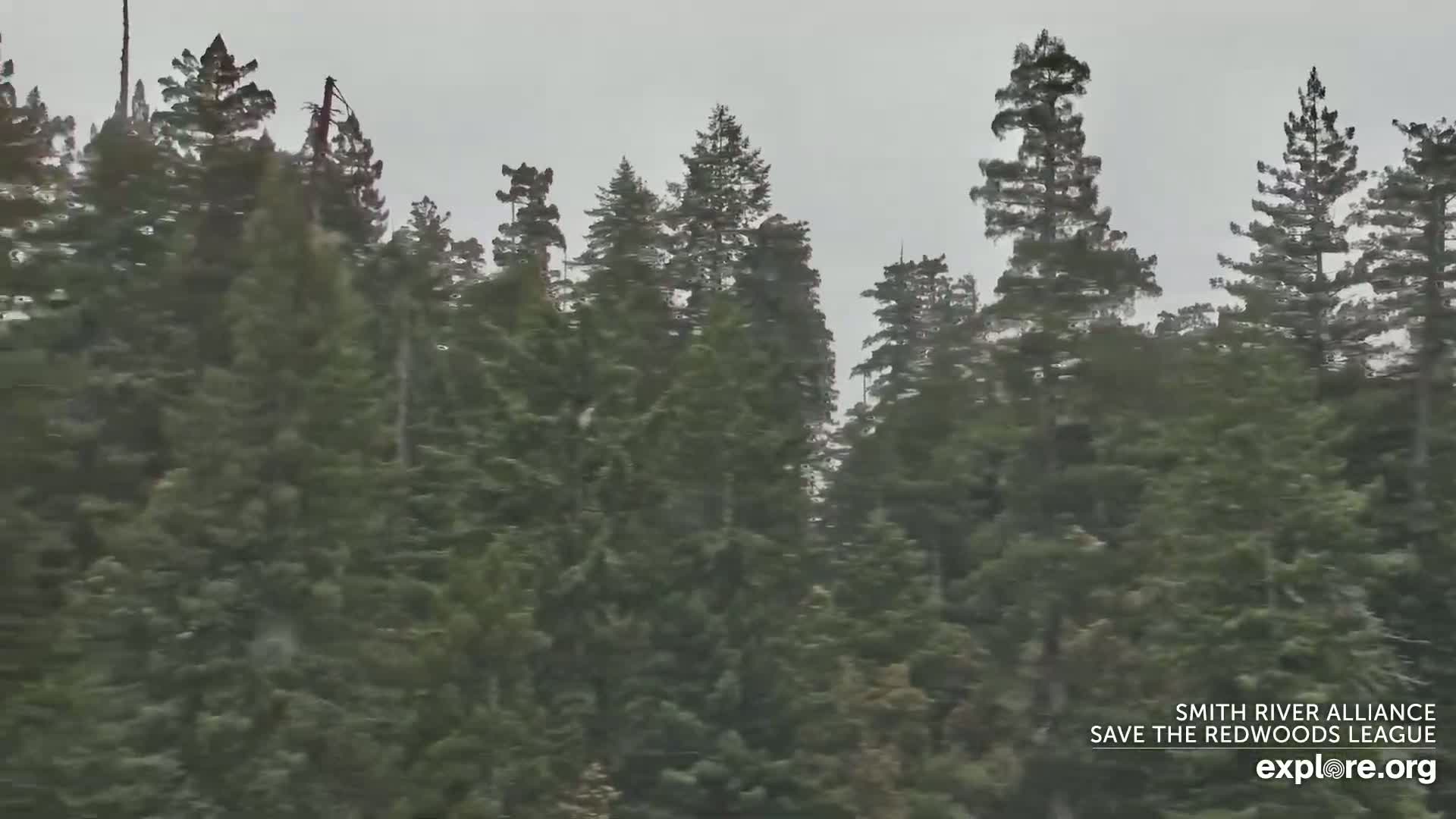 A dense forest of tall, dark green evergreen trees is visible under an overcast sky.