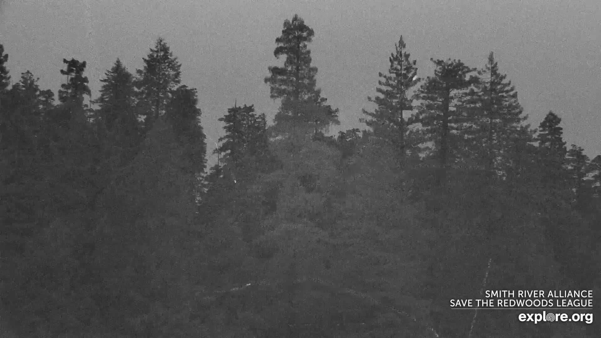 Crescent City, Jedediah Smith Redwoods State Park & Smith River Live Cam - Crescent City, Del Norte, California, USA