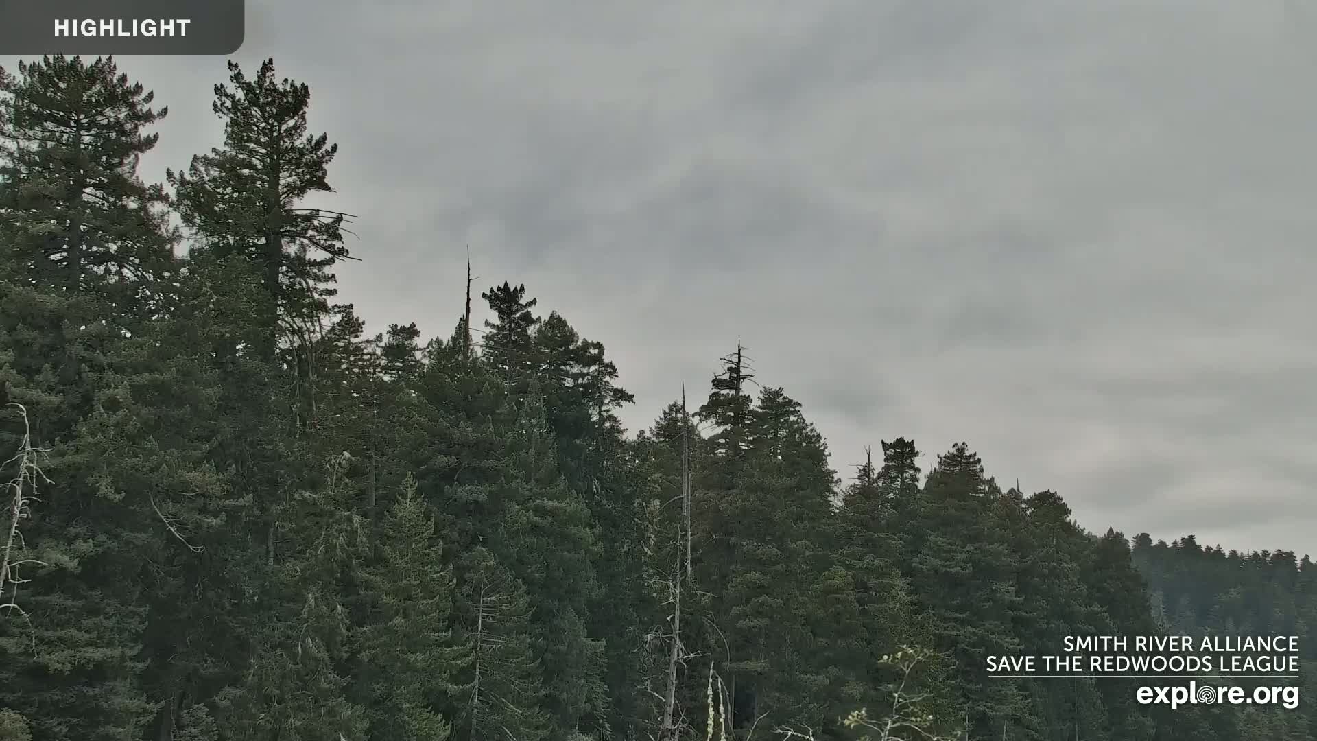 A dense forest of tall evergreen trees stands under an overcast sky.