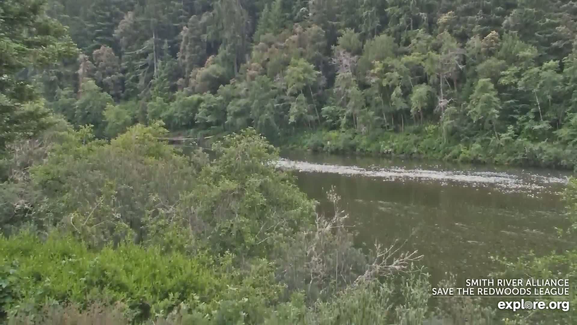 A river flows through a lush green forest on an overcast day.