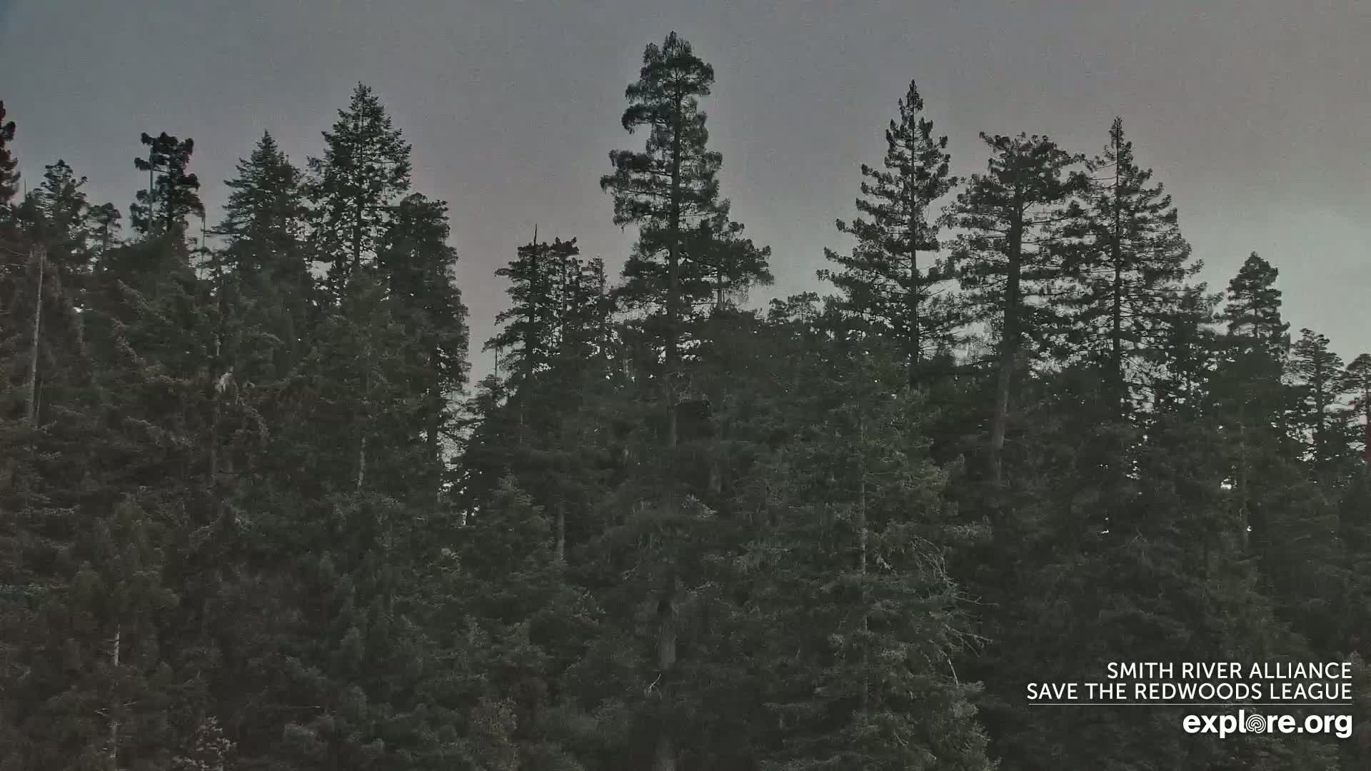 Crescent City, Jedediah Smith Redwoods State Park & Smith River Live Cam - Crescent City, Del Norte, California, USA