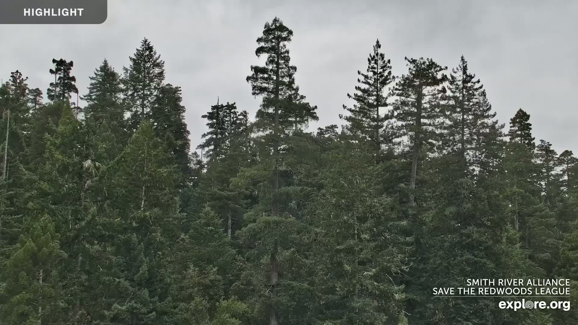 A dense forest of tall evergreen trees stands under a cloudy, overcast sky.