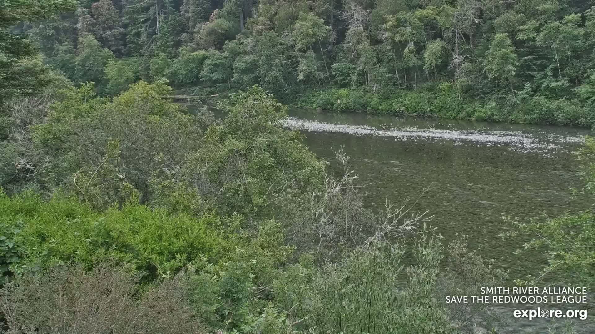 A calm river flows through a lush green forest.