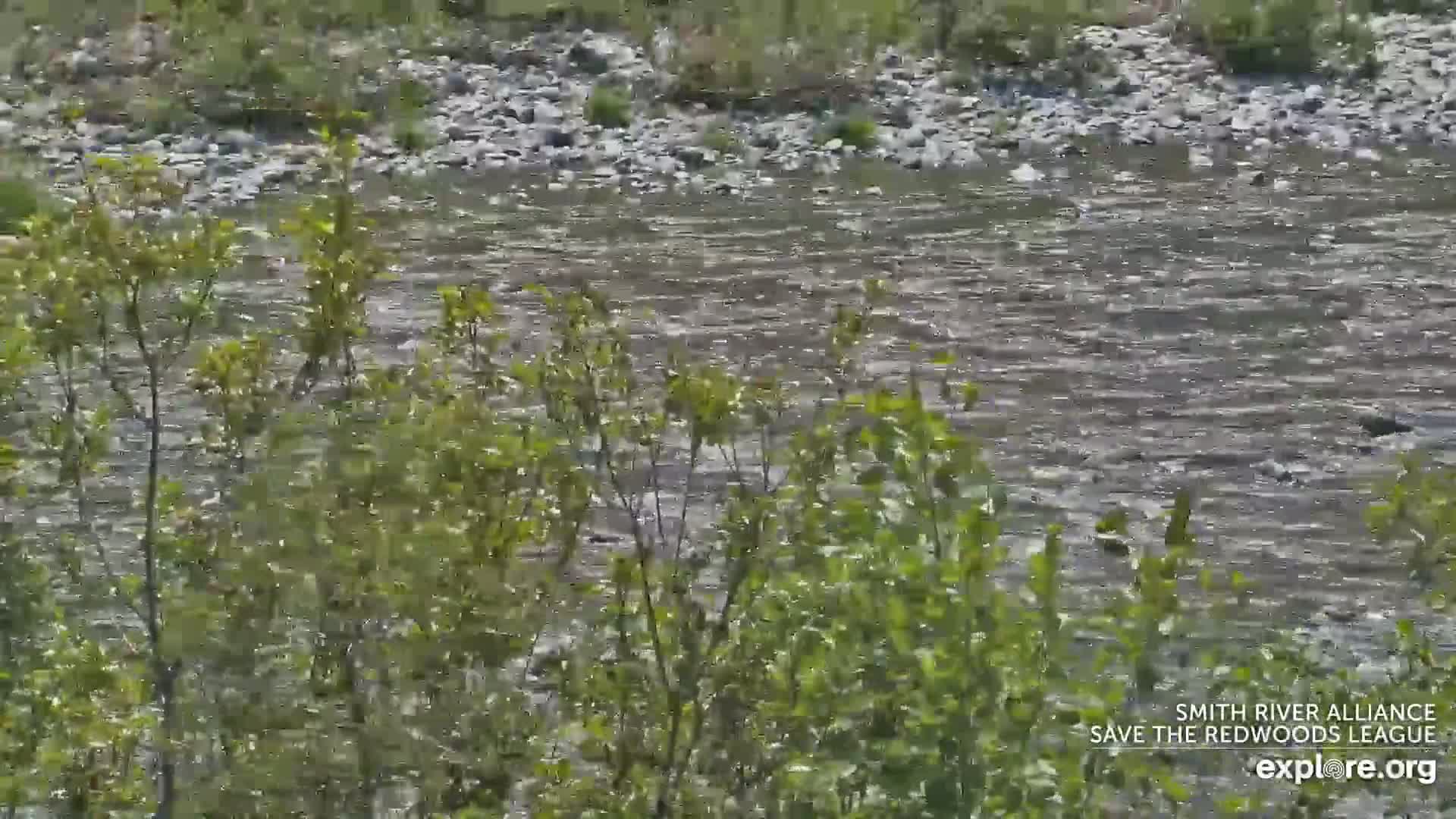 A swiftly flowing river is partially obscured by green bushes and shrubs.