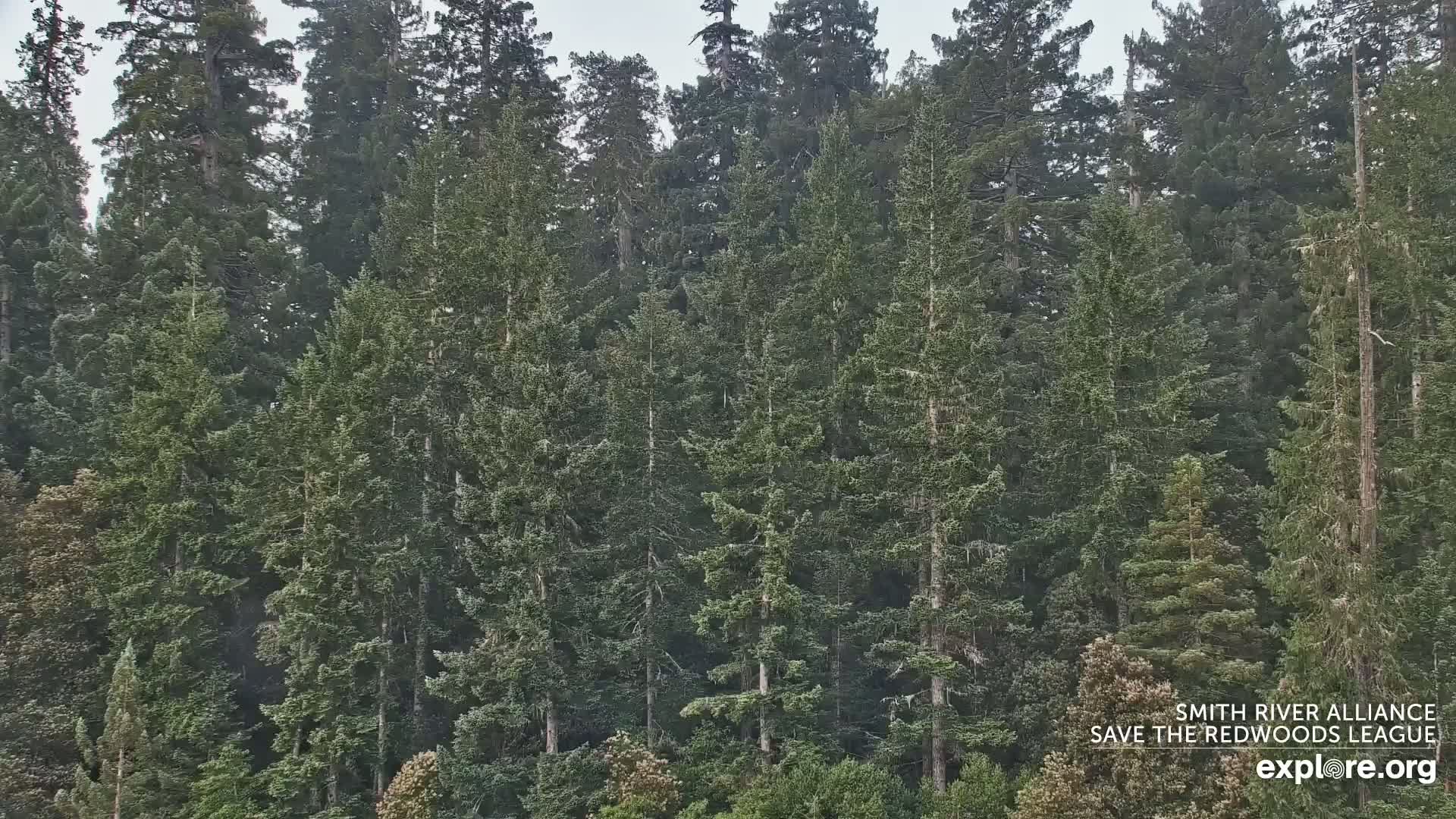 A dense forest of tall, dark green evergreen trees is lightly dusted with what appears to be snow or mist in overcast conditions.