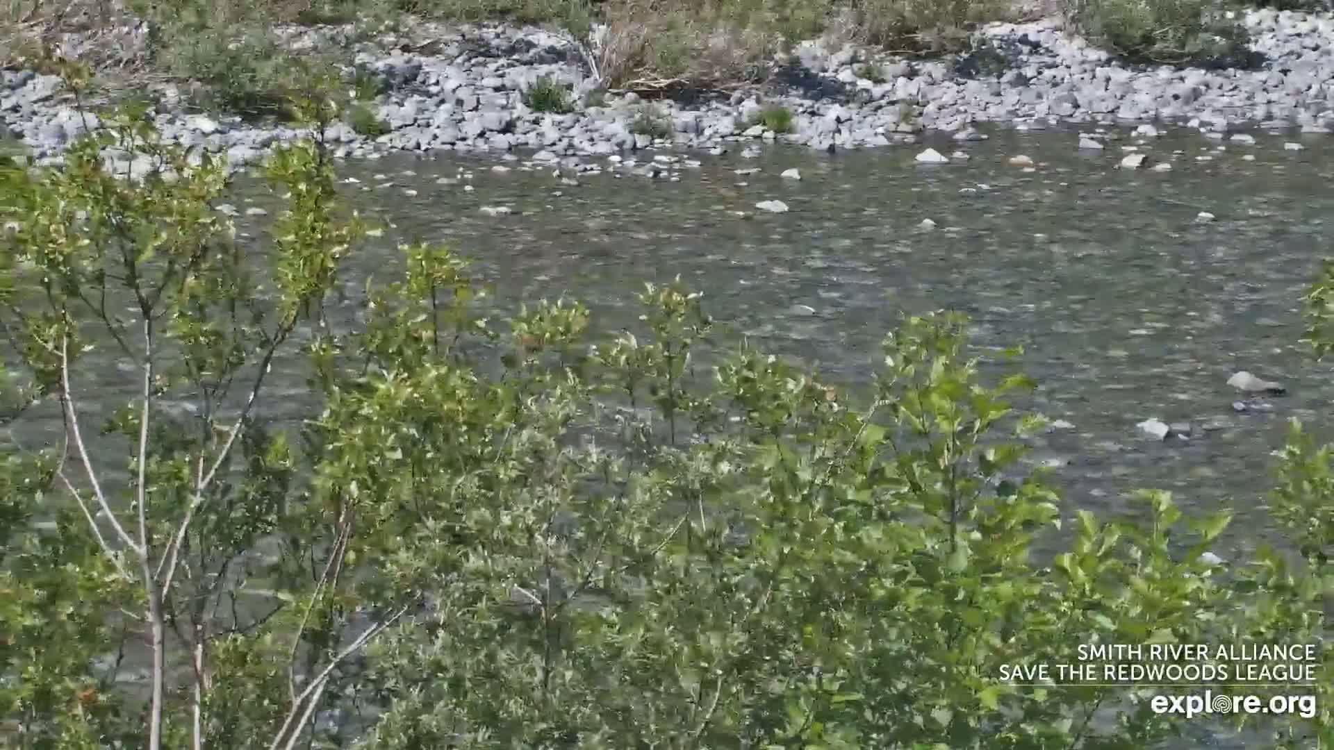 A gently flowing river with a rocky bed is partially obscured by green vegetation.
