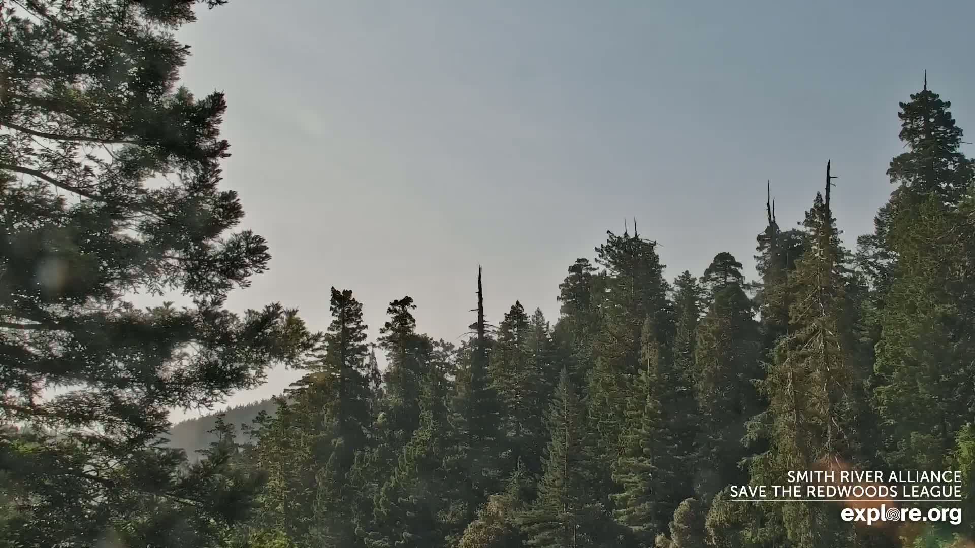 A mostly clear sky is visible above a dense forest of tall evergreen trees.