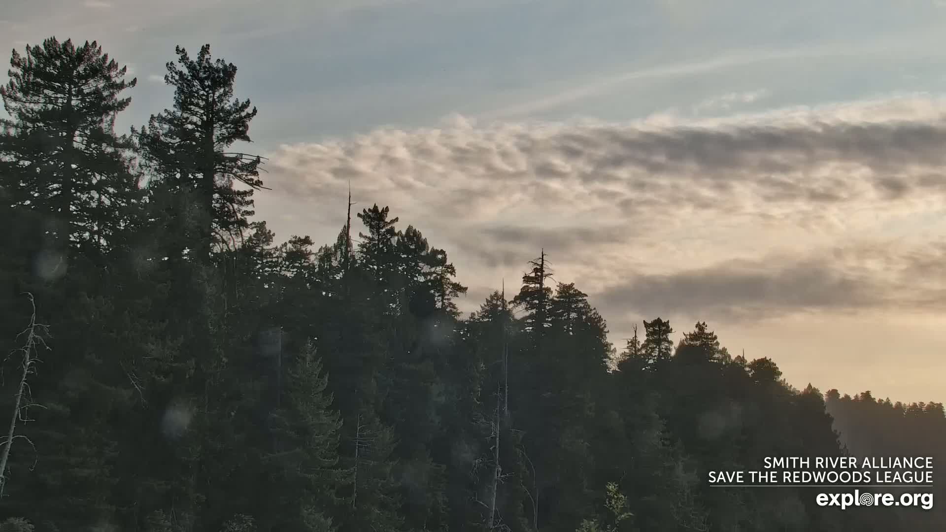 Crescent City, Jedediah Smith Redwoods State Park & Smith River Live Cam - Crescent City, Del Norte, California, USA