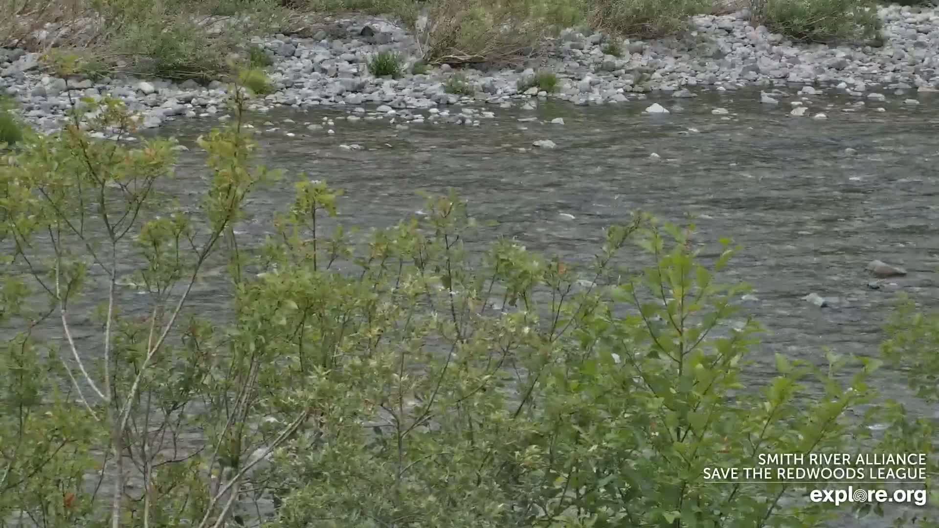 Crescent City, Jedediah Smith Redwoods State Park & Smith River Live Cam - Crescent City, Del Norte, California, USA