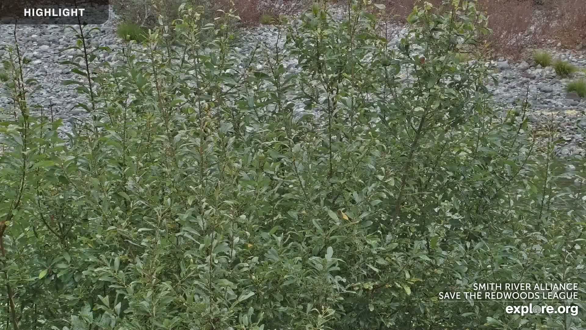 A dense thicket of green shrubs grows alongside a rocky riverbed.