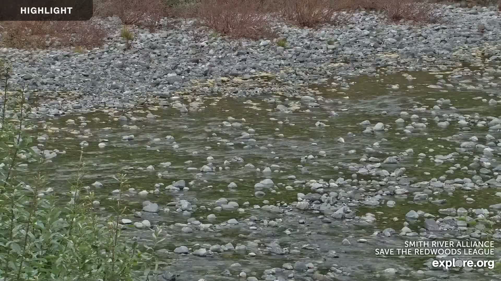 A shallow river flows over a bed of gray rocks, partially obscured by green aquatic plants.