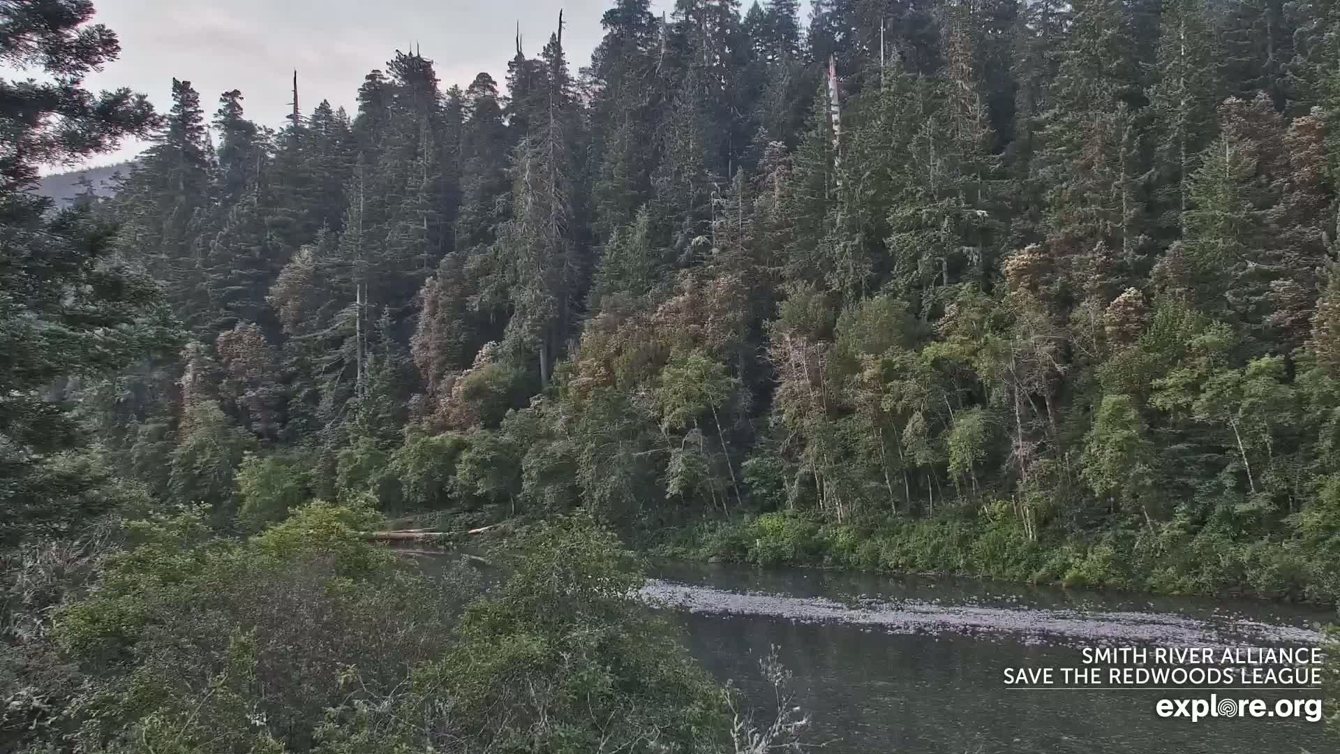 A calm river flows through a lush forest under an overcast sky.
