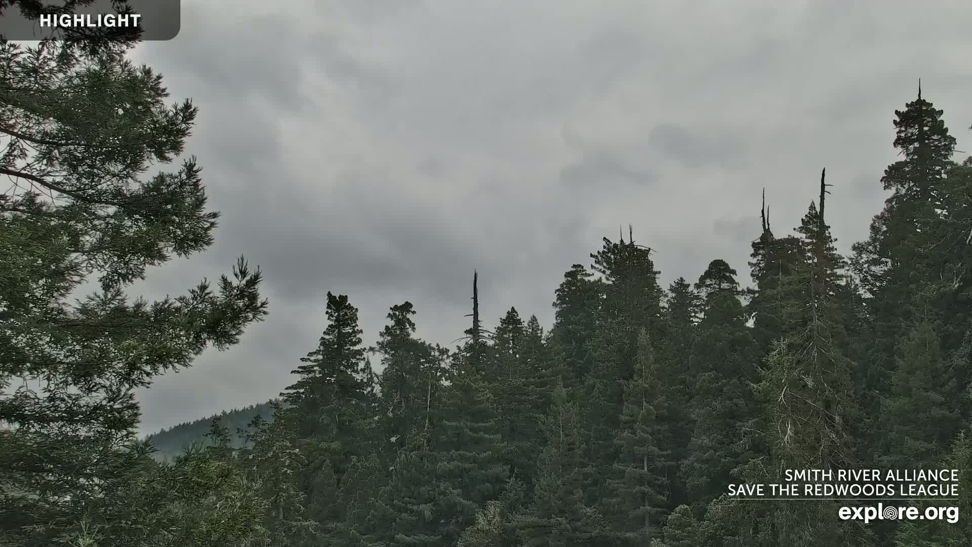 A stand of tall, dark green evergreen trees is visible under an overcast sky.