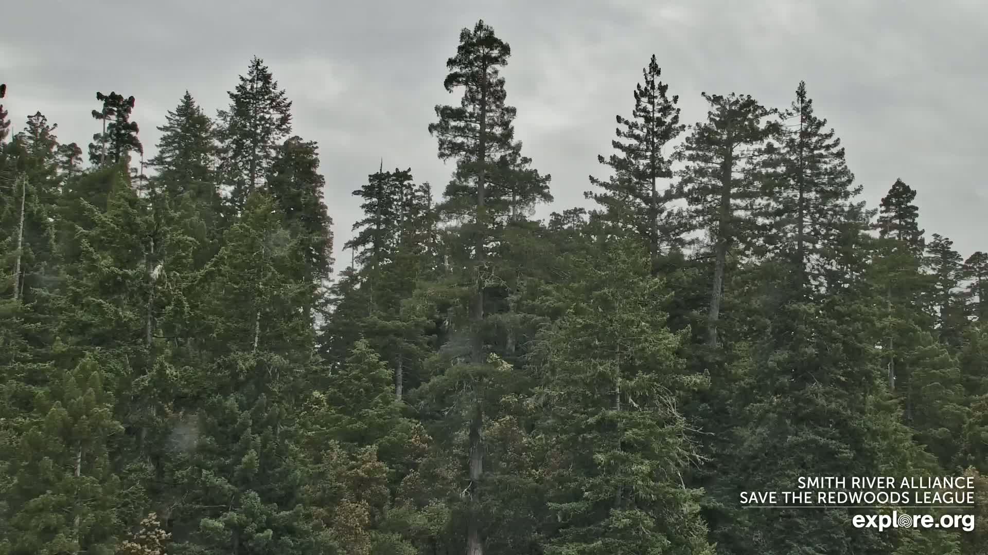 A dense forest of tall evergreen trees stands under a cloudy, overcast sky.