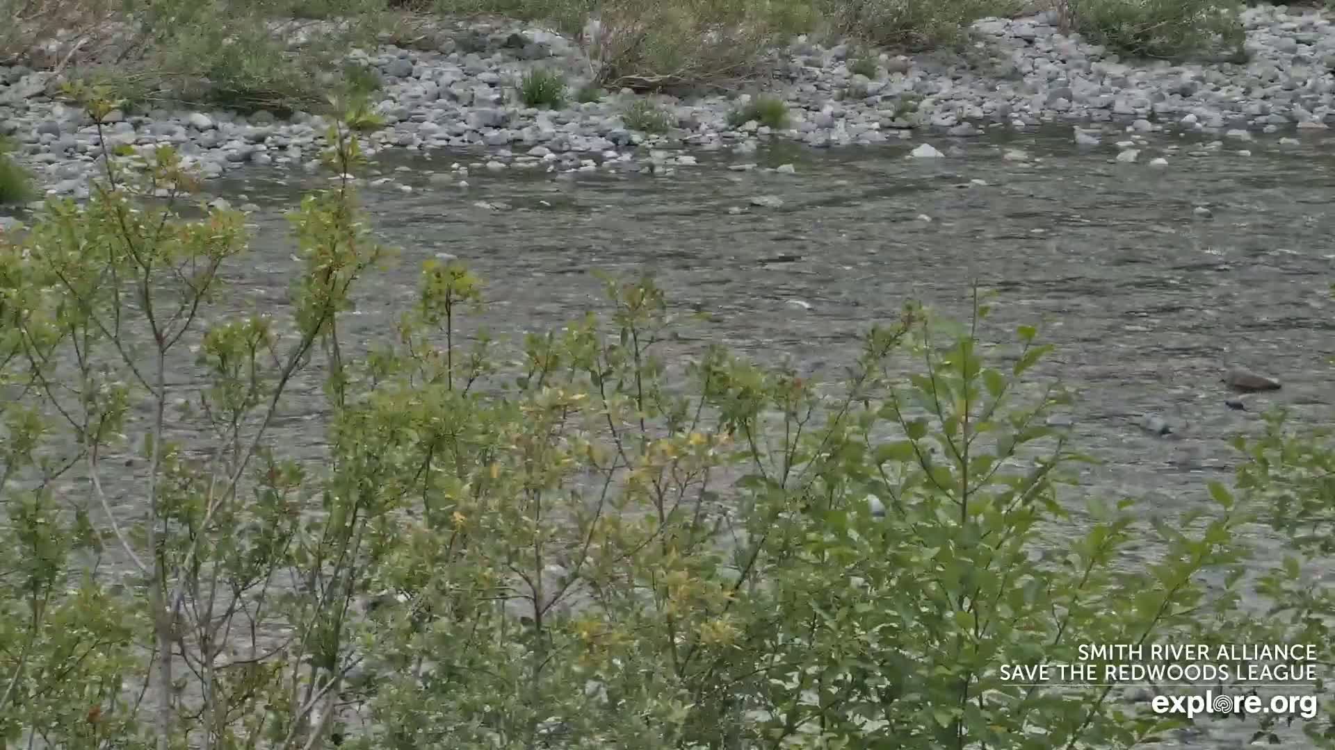 Crescent City, Jedediah Smith Redwoods State Park & Smith River Live Cam - Crescent City, Del Norte, California, USA