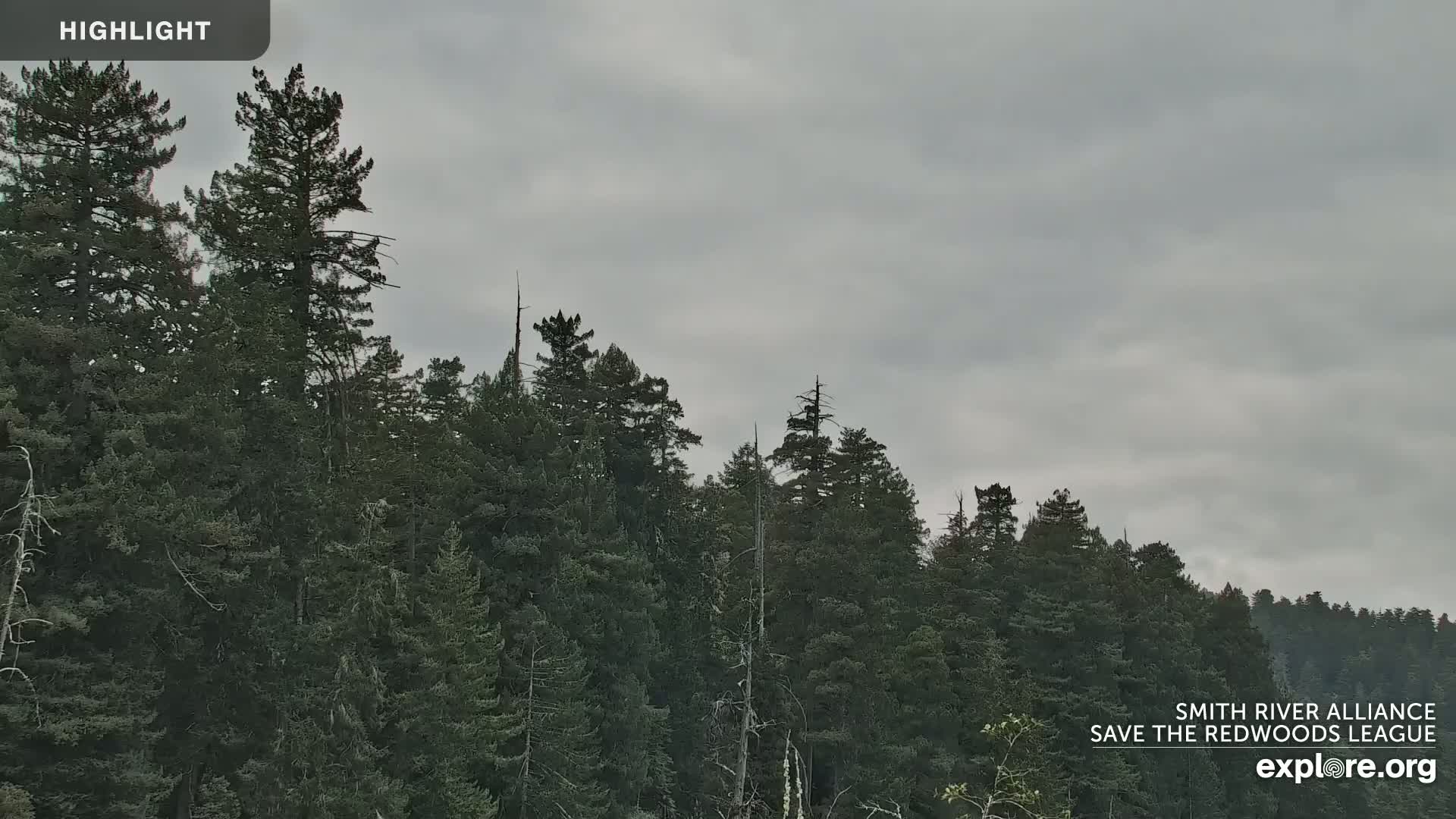 A dense forest of tall, dark green evergreen trees stands under a cloudy, overcast sky.