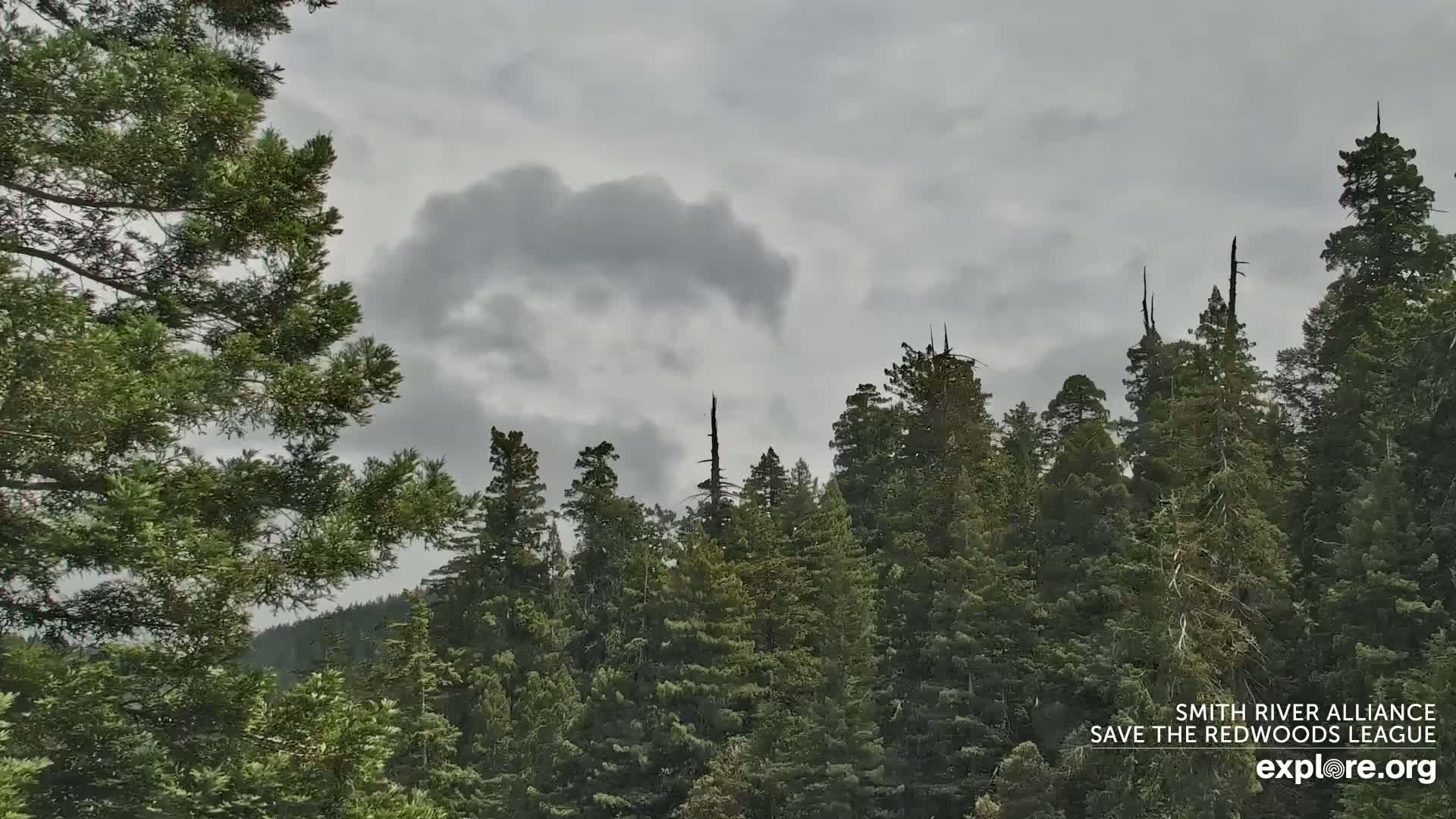 Crescent City, Jedediah Smith Redwoods State Park & Smith River Live Cam - Crescent City, Del Norte, California, USA