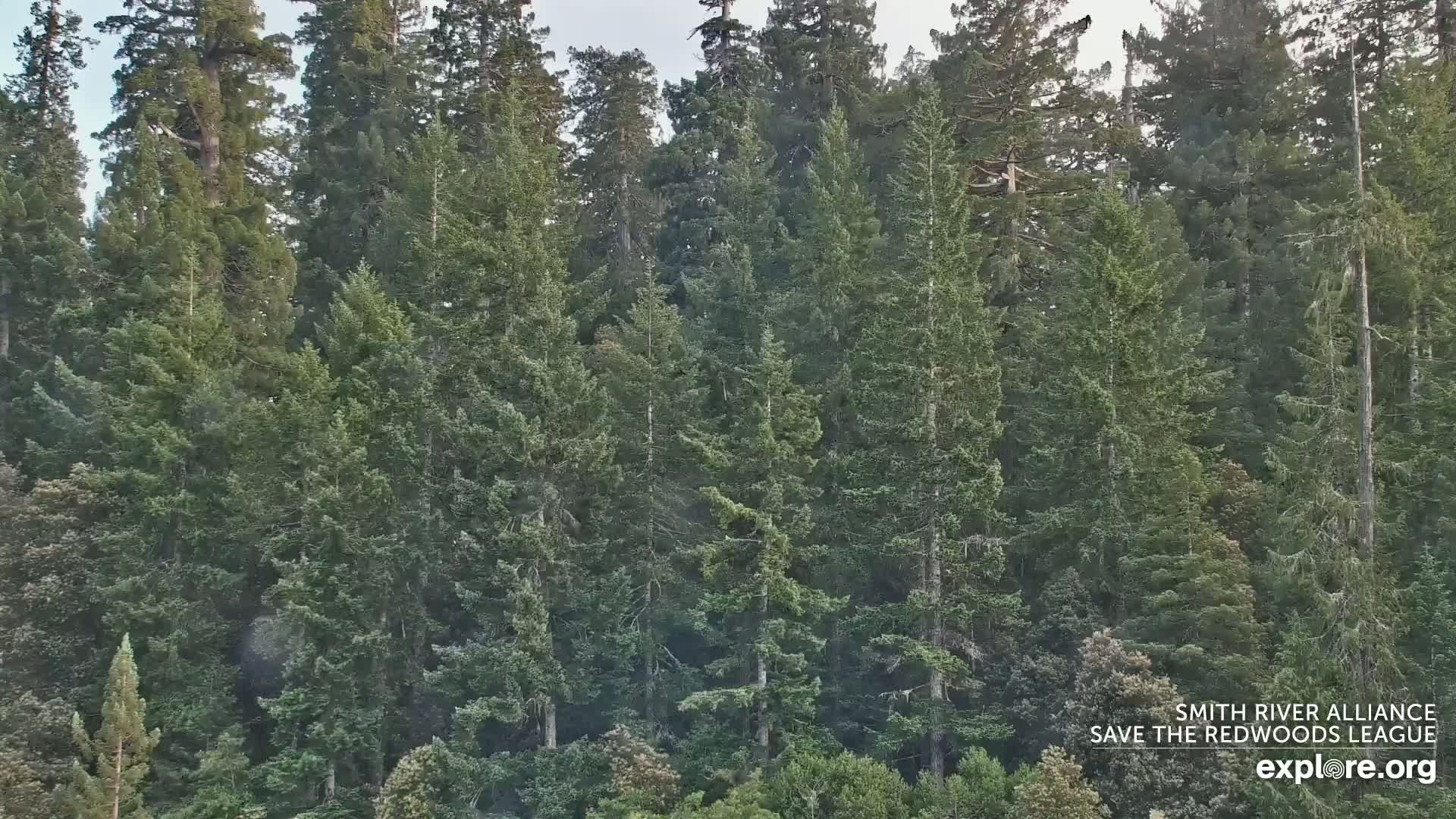 Crescent City, Jedediah Smith Redwoods State Park & Smith River Live Cam - Crescent City, Del Norte, California, USA