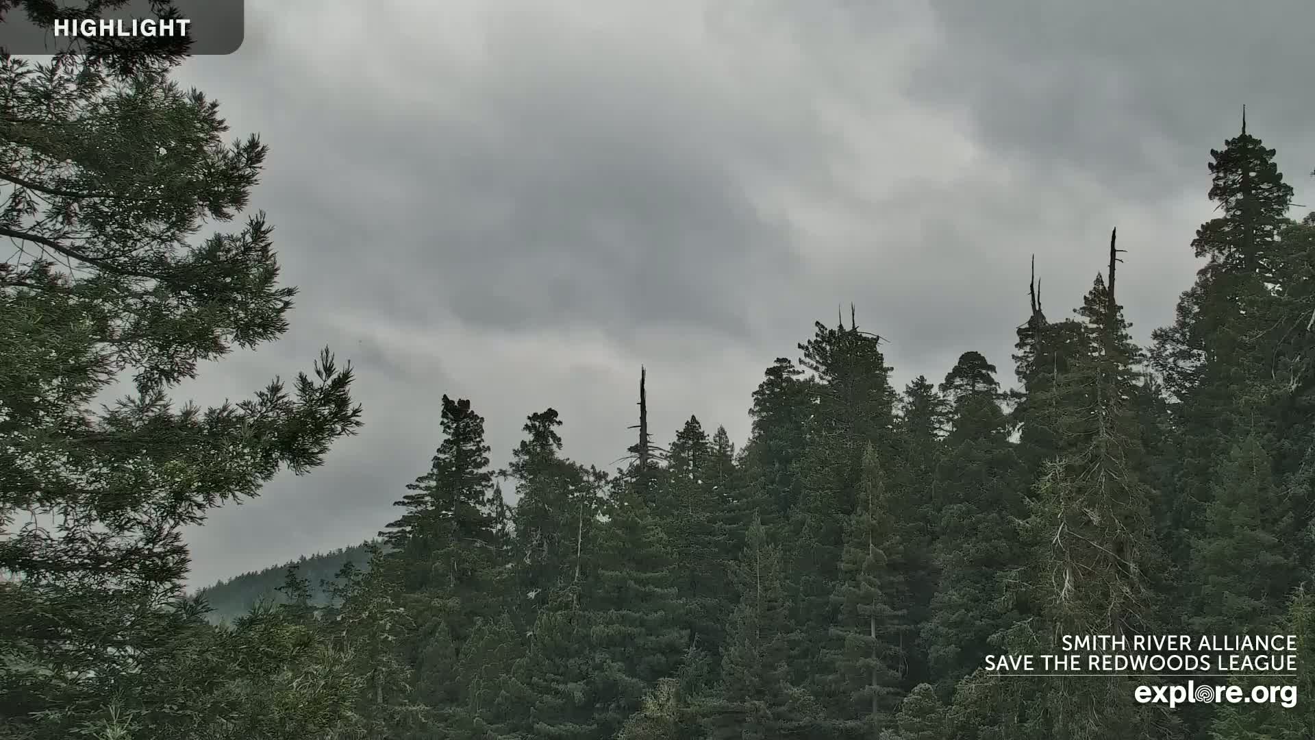 A dense forest of tall evergreen trees is visible under an overcast sky.