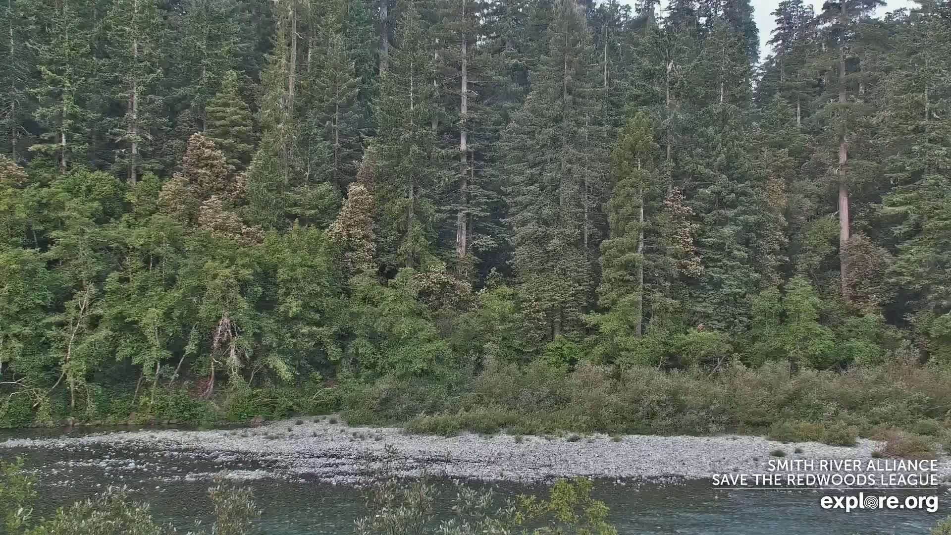 A rocky river flows in front of a lush forest of tall, green trees under an overcast sky.