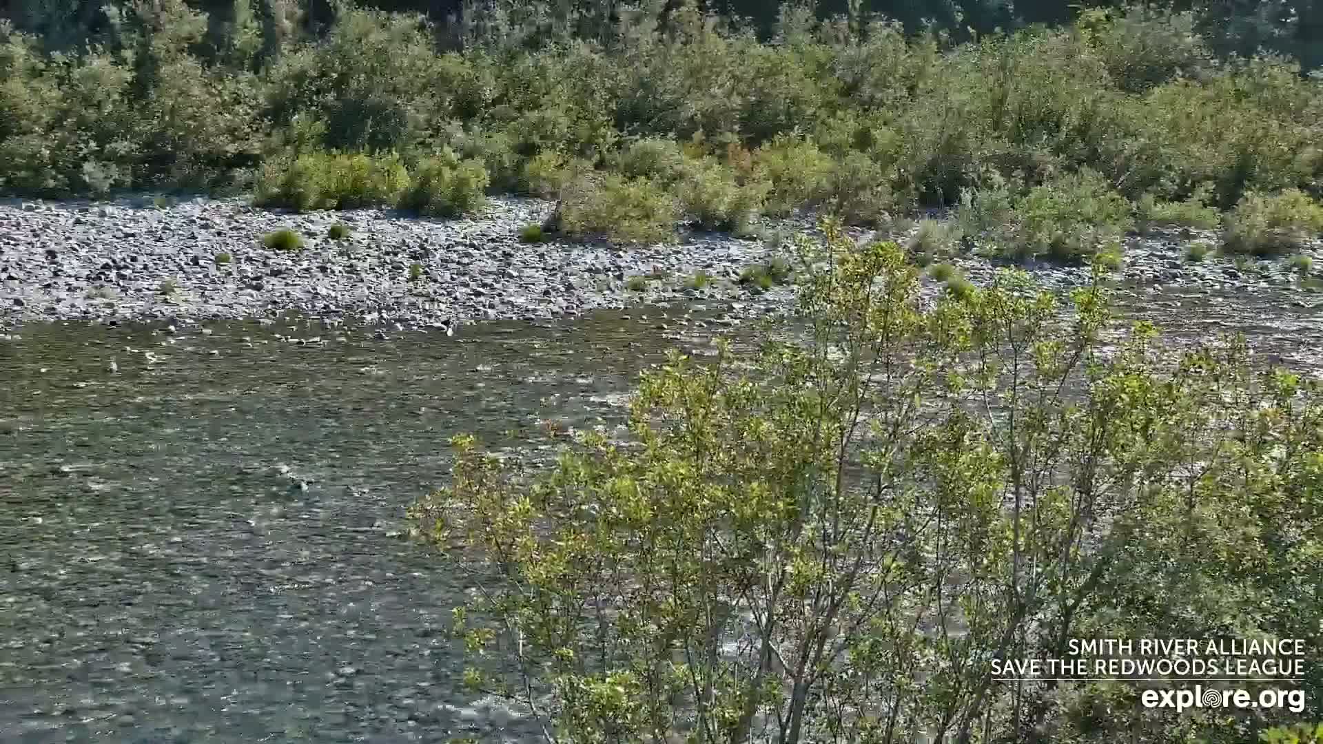 Crescent City, Jedediah Smith Redwoods State Park & Smith River Live Cam - Crescent City, Del Norte, California, USA