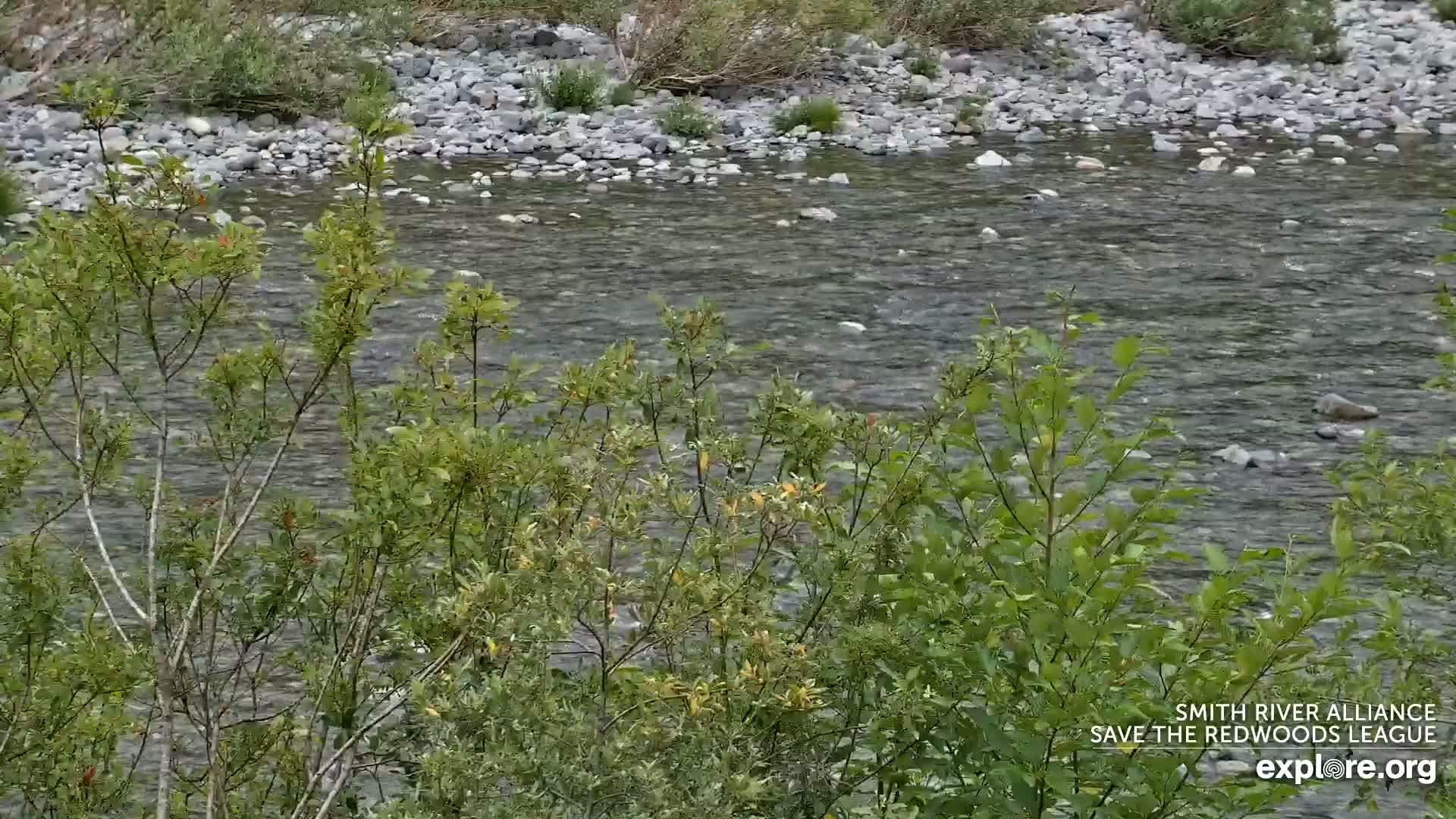 Crescent City, Jedediah Smith Redwoods State Park & Smith River Live Cam - Crescent City, Del Norte, California, USA