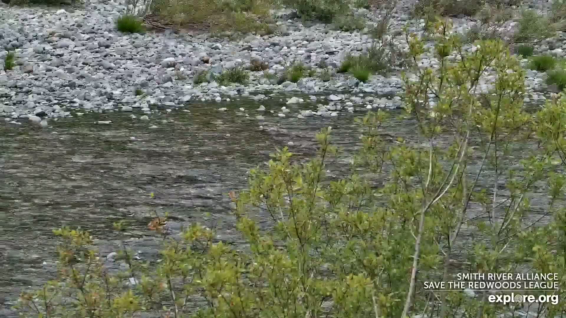 Crescent City, Jedediah Smith Redwoods State Park & Smith River Live Cam - Crescent City, Del Norte, California, USA