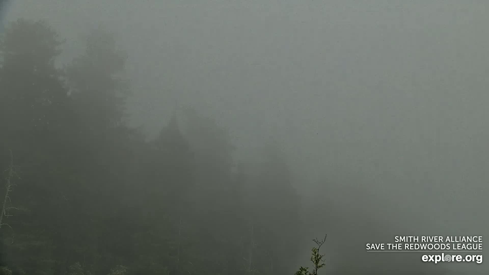 Crescent City, Jedediah Smith Redwoods State Park & Smith River Live Cam - Crescent City, Del Norte, California, USA