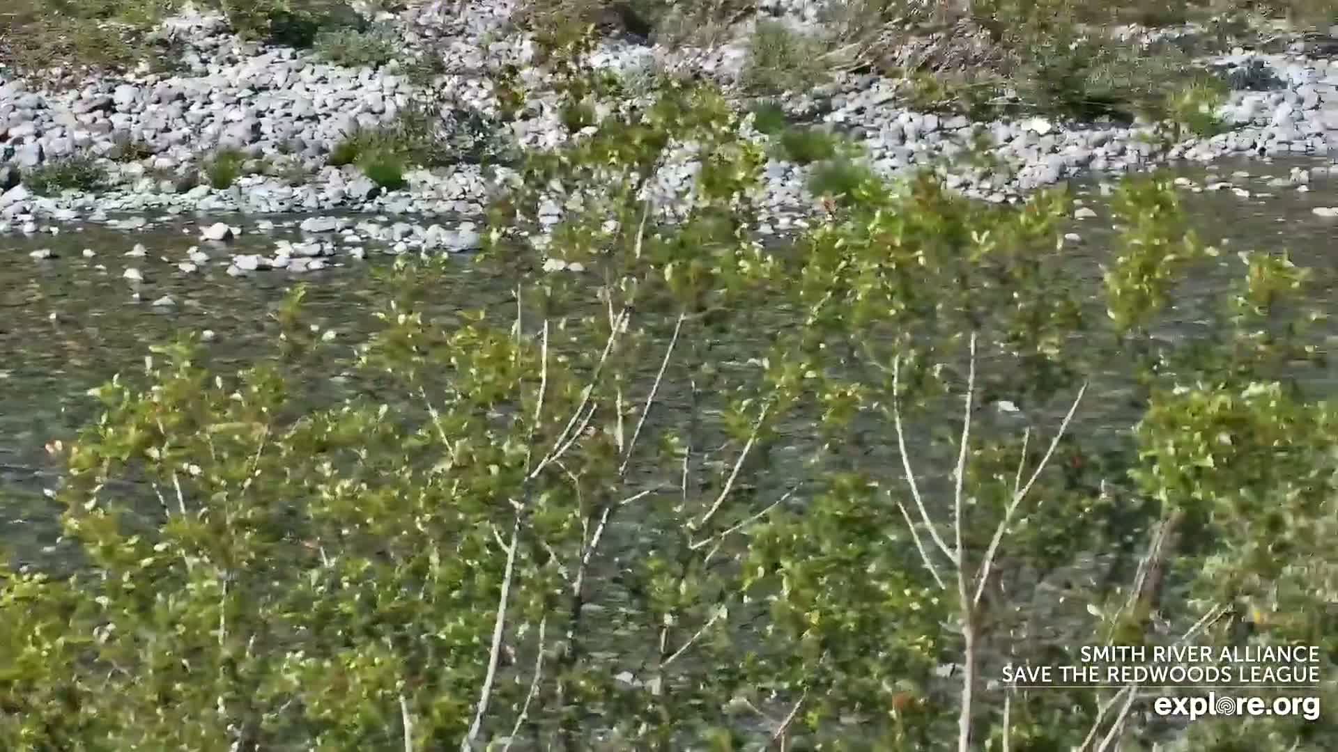 Crescent City, Jedediah Smith Redwoods State Park & Smith River Live Cam - Crescent City, Del Norte, California, USA