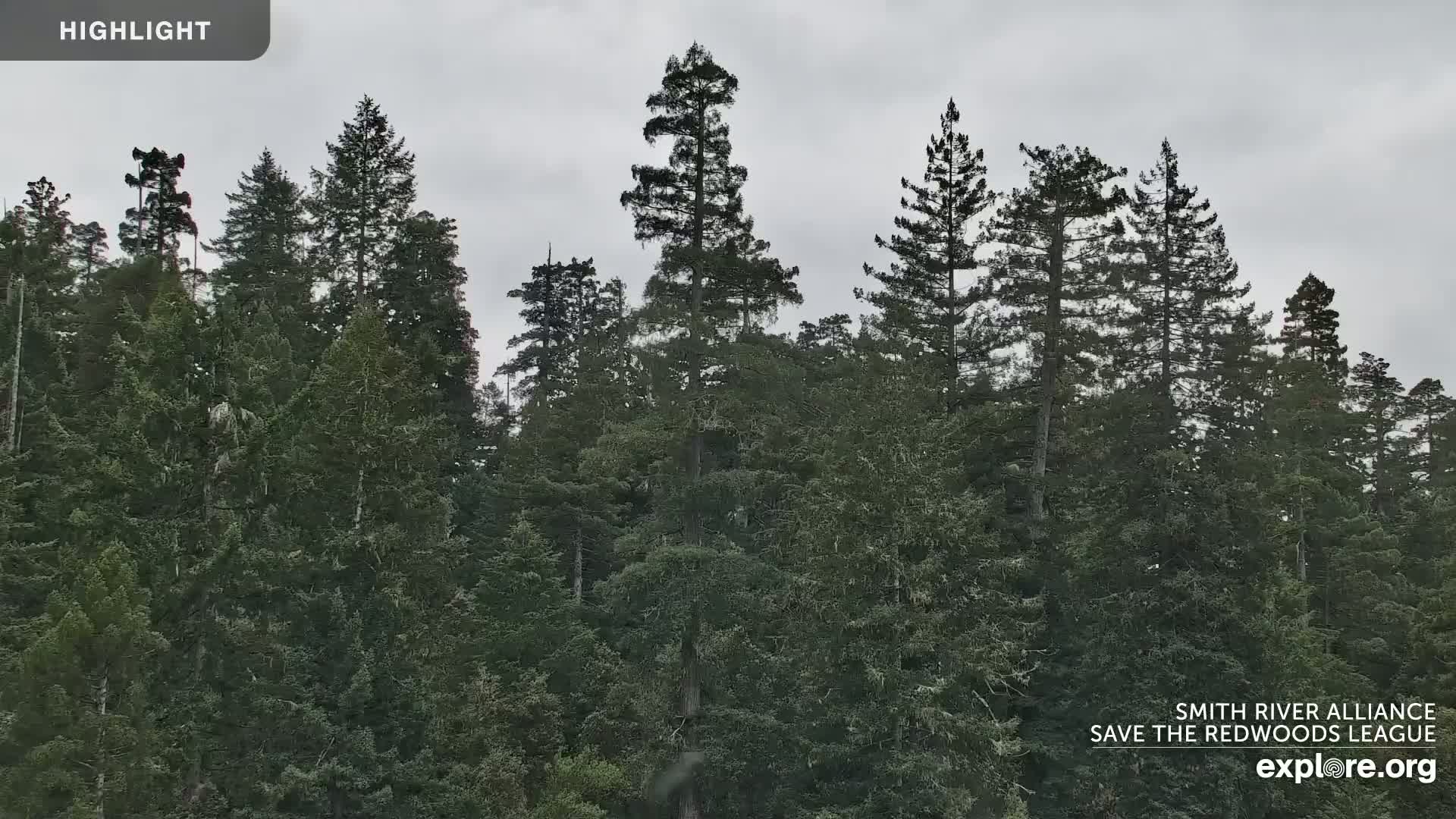 A dense forest of tall, dark green evergreen trees stands under a cloudy sky.