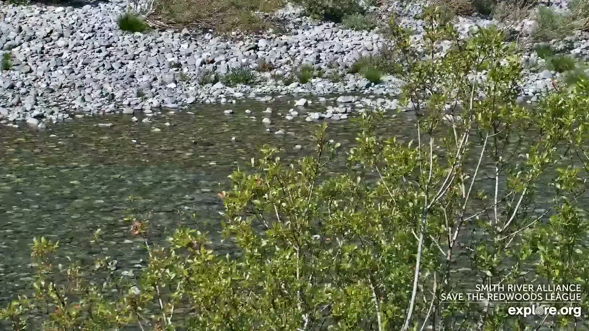 Crescent City, Jedediah Smith Redwoods State Park & Smith River Live Cam - Crescent City, Del Norte, California, USA