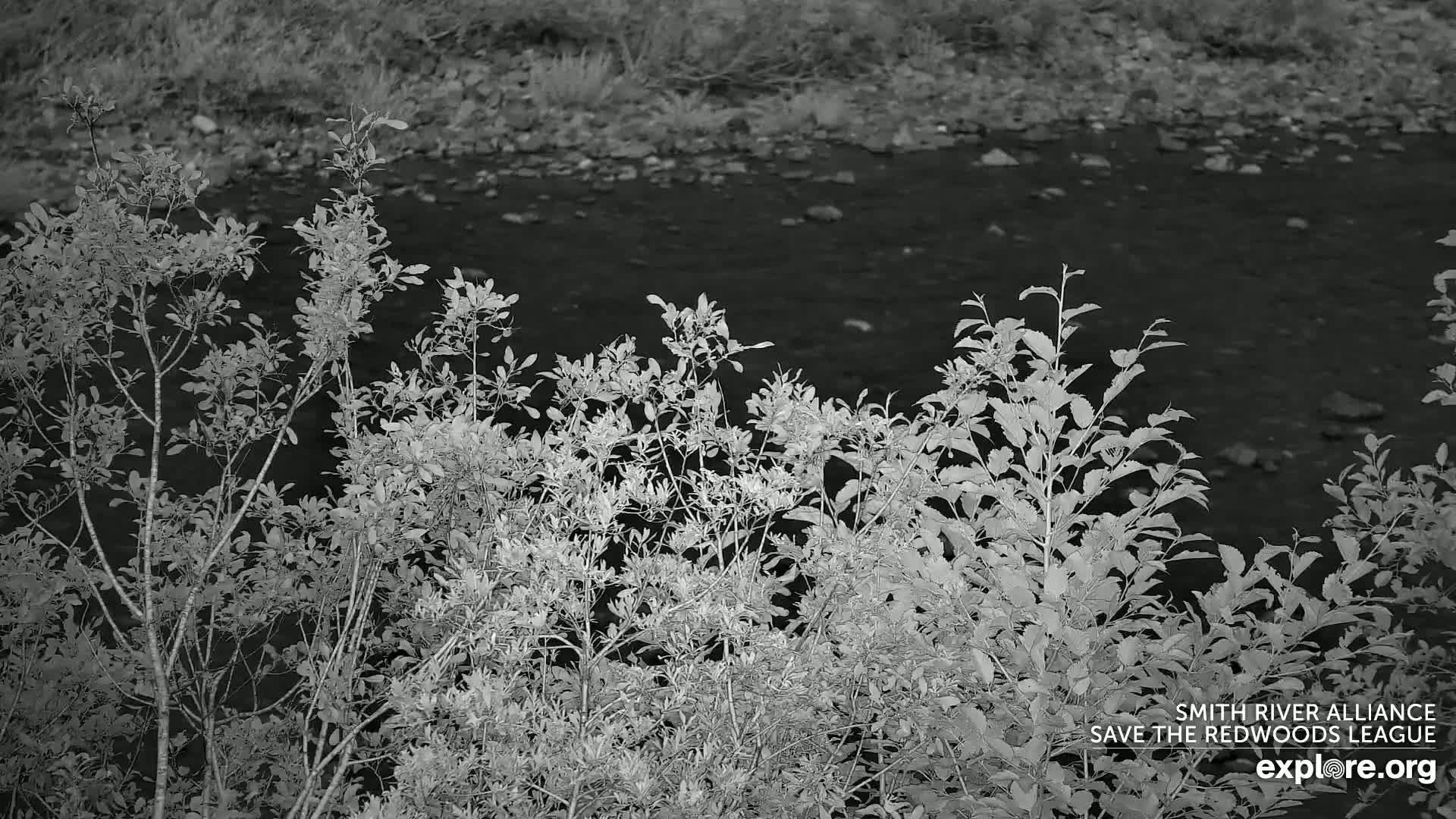 Crescent City, Jedediah Smith Redwoods State Park & Smith River Live Cam - Crescent City, Del Norte, California, USA