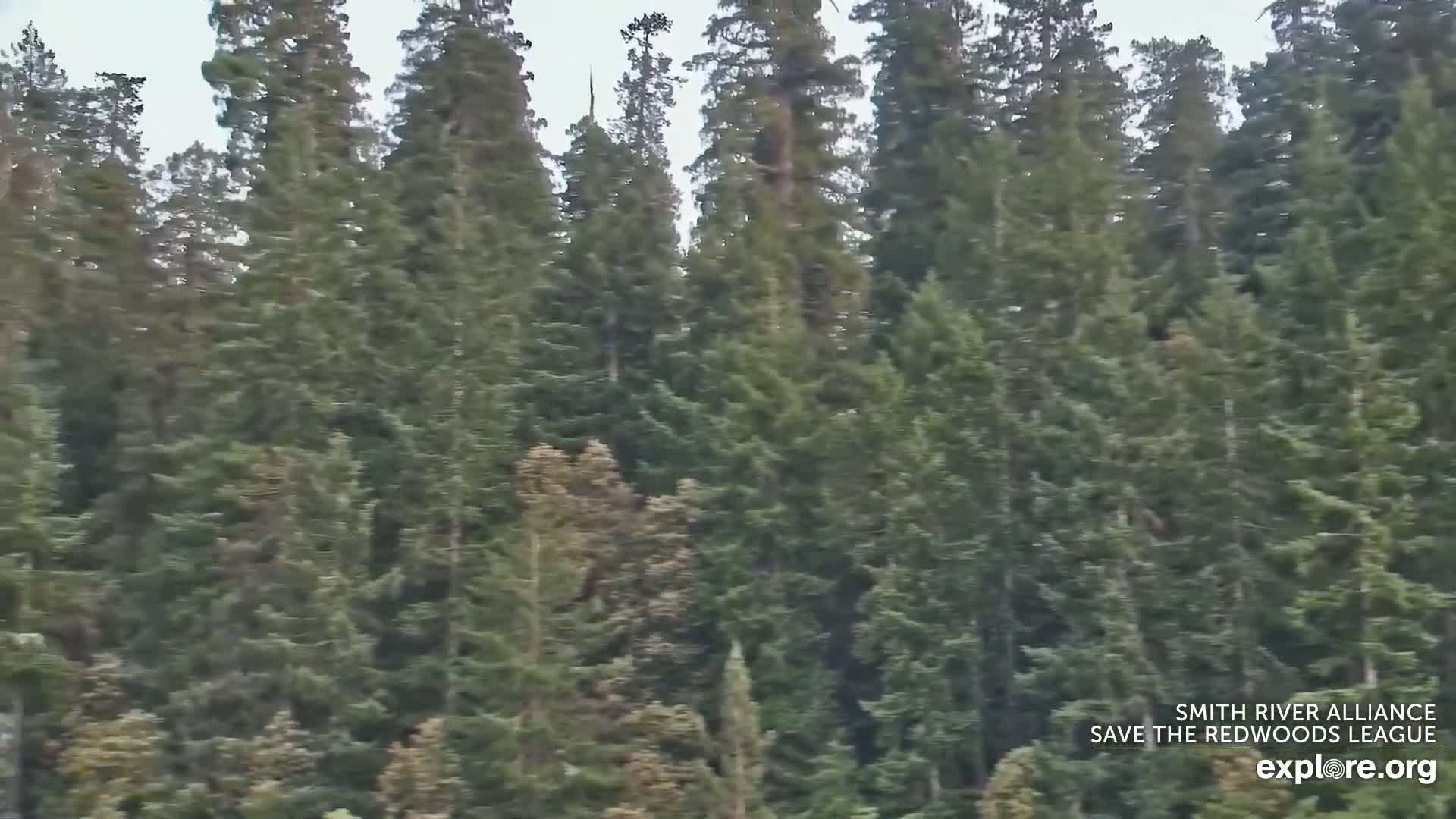 Crescent City, Jedediah Smith Redwoods State Park & Smith River Live Cam - Crescent City, Del Norte, California, USA
