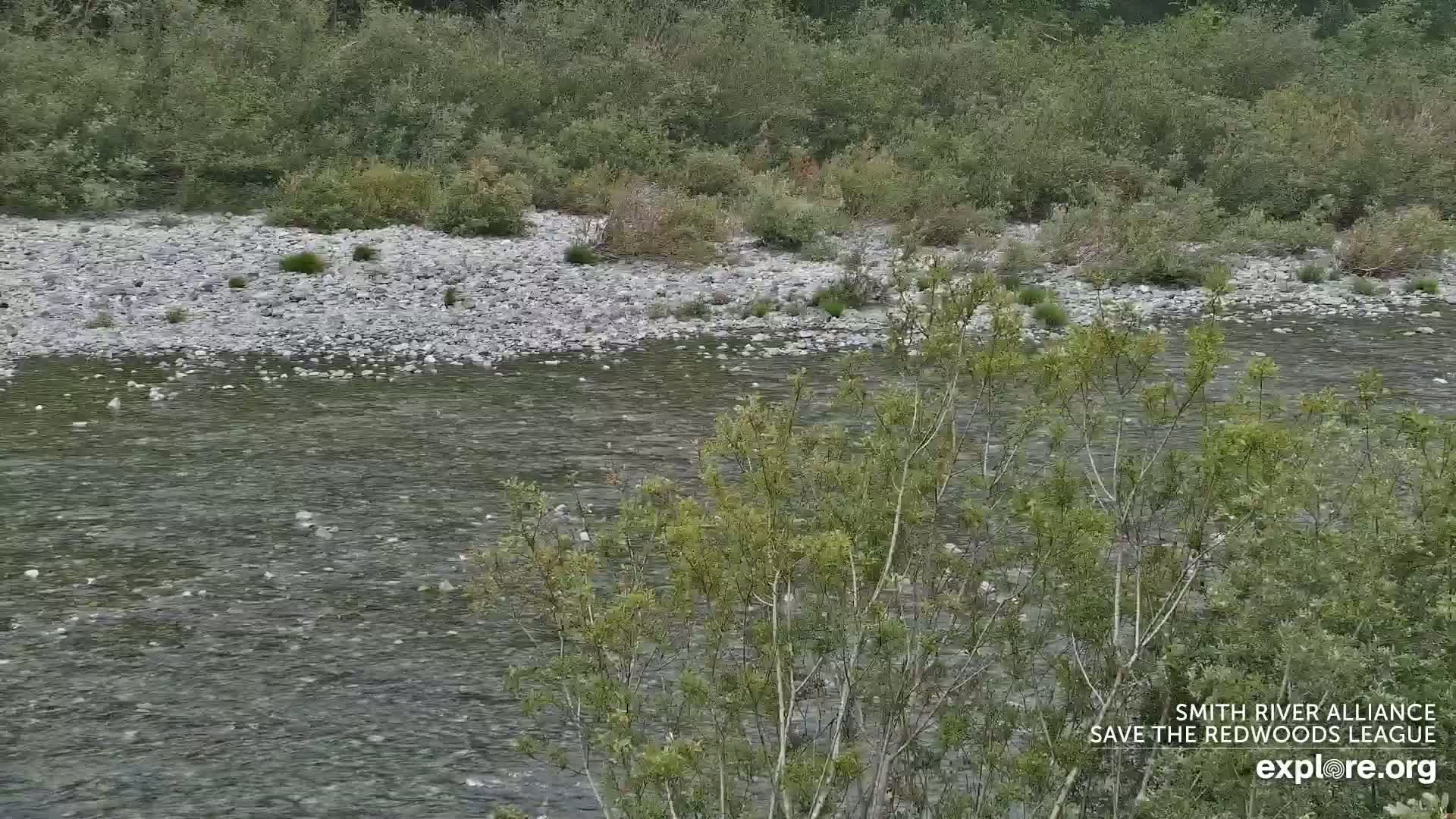 Crescent City, Jedediah Smith Redwoods State Park & Smith River Live Cam - Crescent City, Del Norte, California, USA