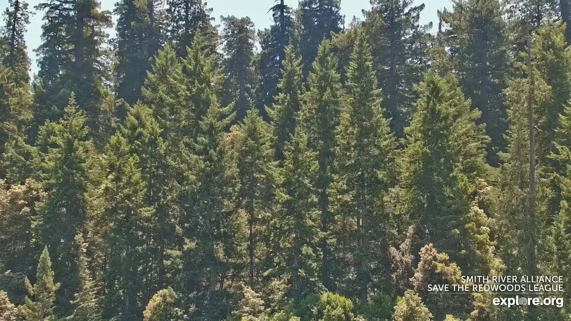 Crescent City, Jedediah Smith Redwoods State Park & Smith River Live Cam - Crescent City, Del Norte, California, USA