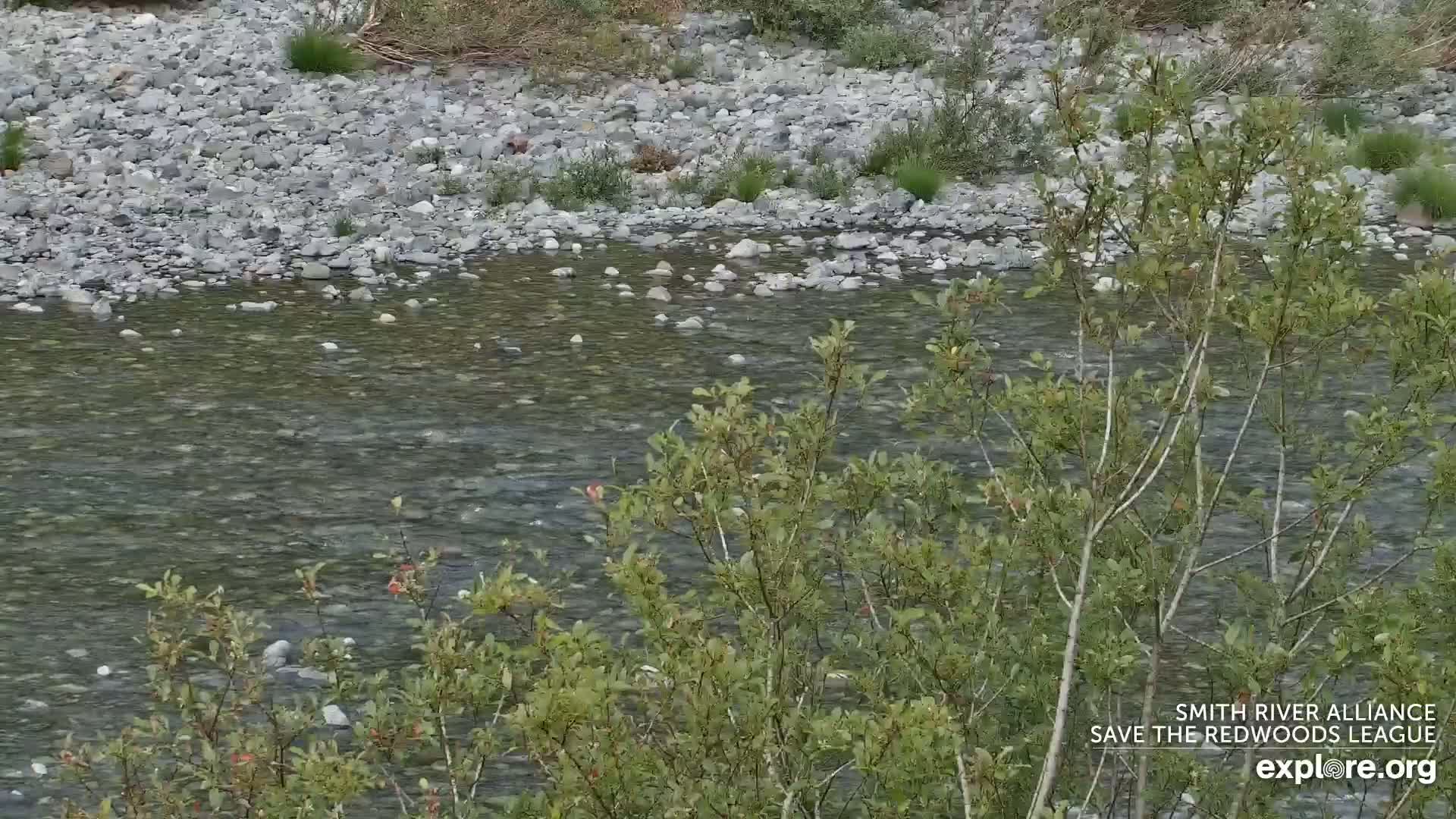 Crescent City, Jedediah Smith Redwoods State Park & Smith River Live Cam - Crescent City, Del Norte, California, USA
