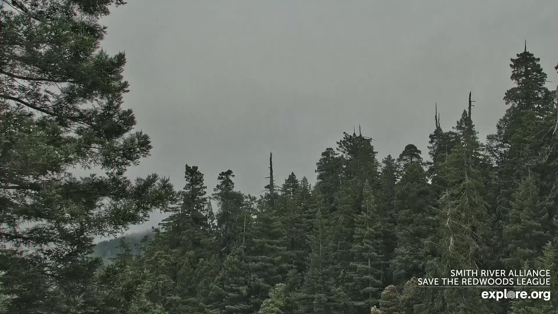 Crescent City, Jedediah Smith Redwoods State Park & Smith River Live Cam - Crescent City, Del Norte, California, USA